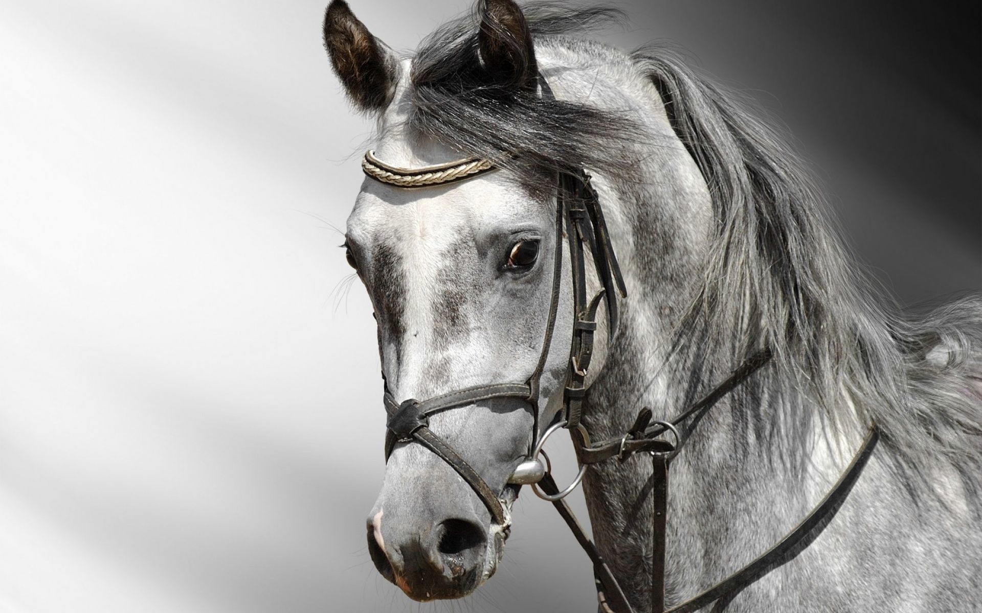 1920x1200 Free Horse Wallpaper 3D -  | 20180601