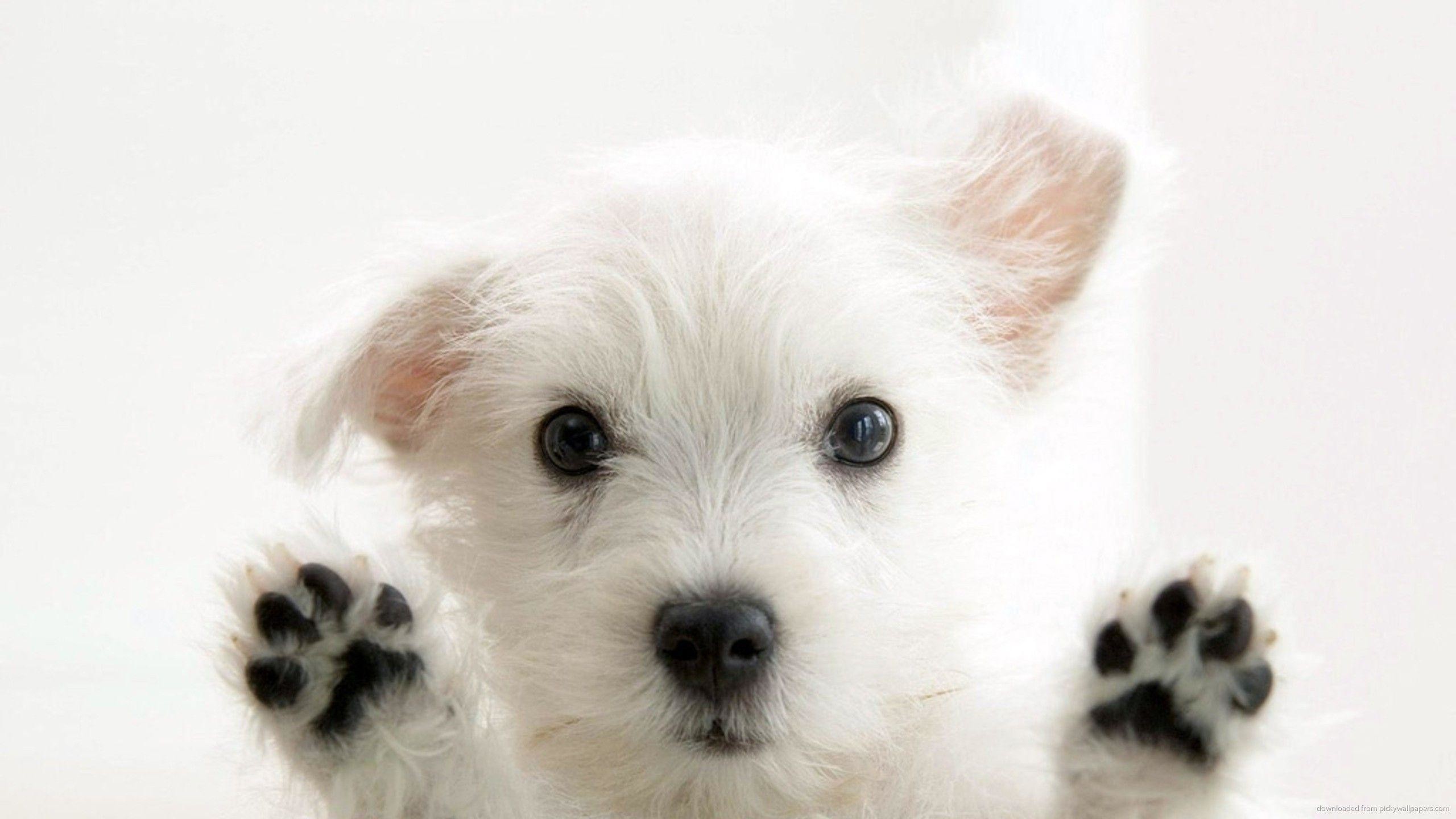 2560x1440 Black paws cute puppy download free hd pet wallpaper | High .
