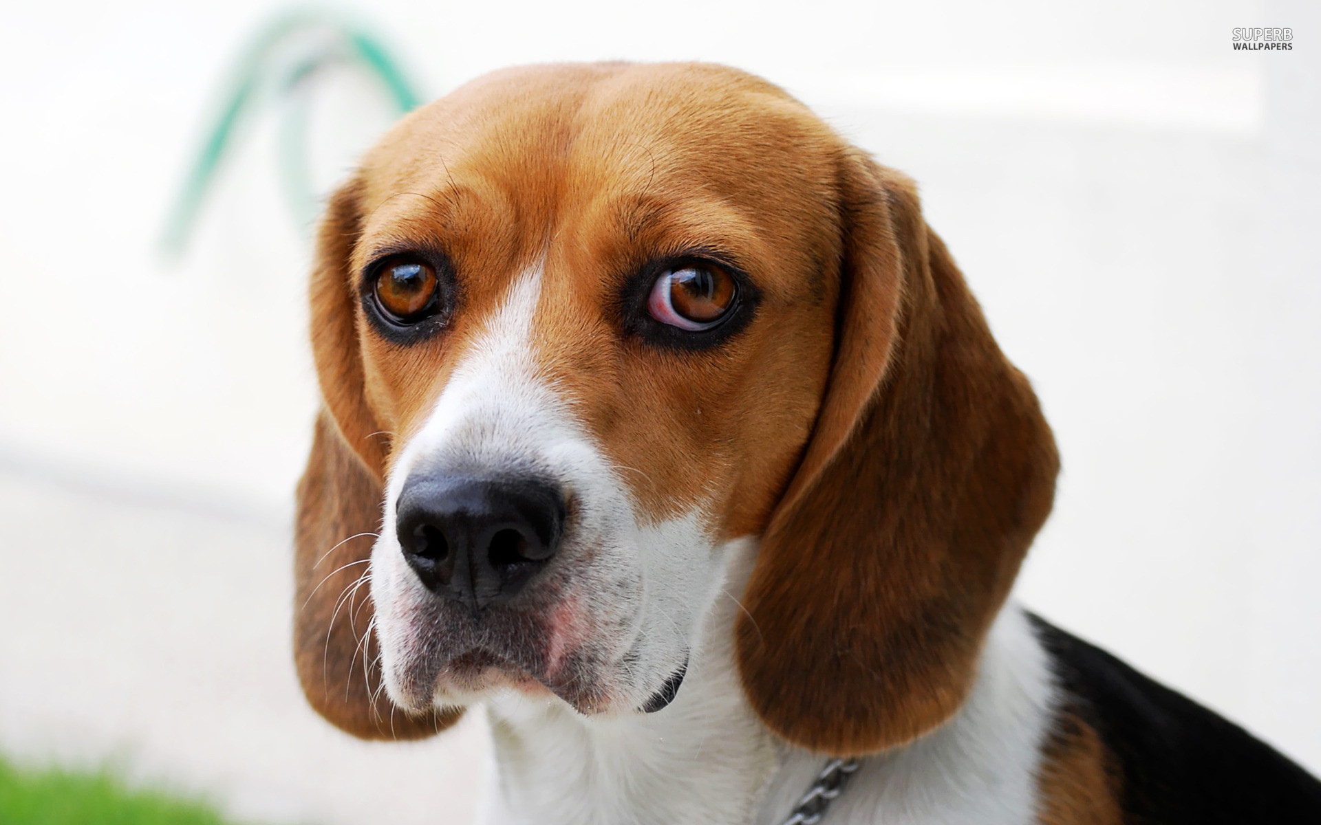 1920x1200 Dog beagle guilty wallpapers and images wallpapers pictures photos 