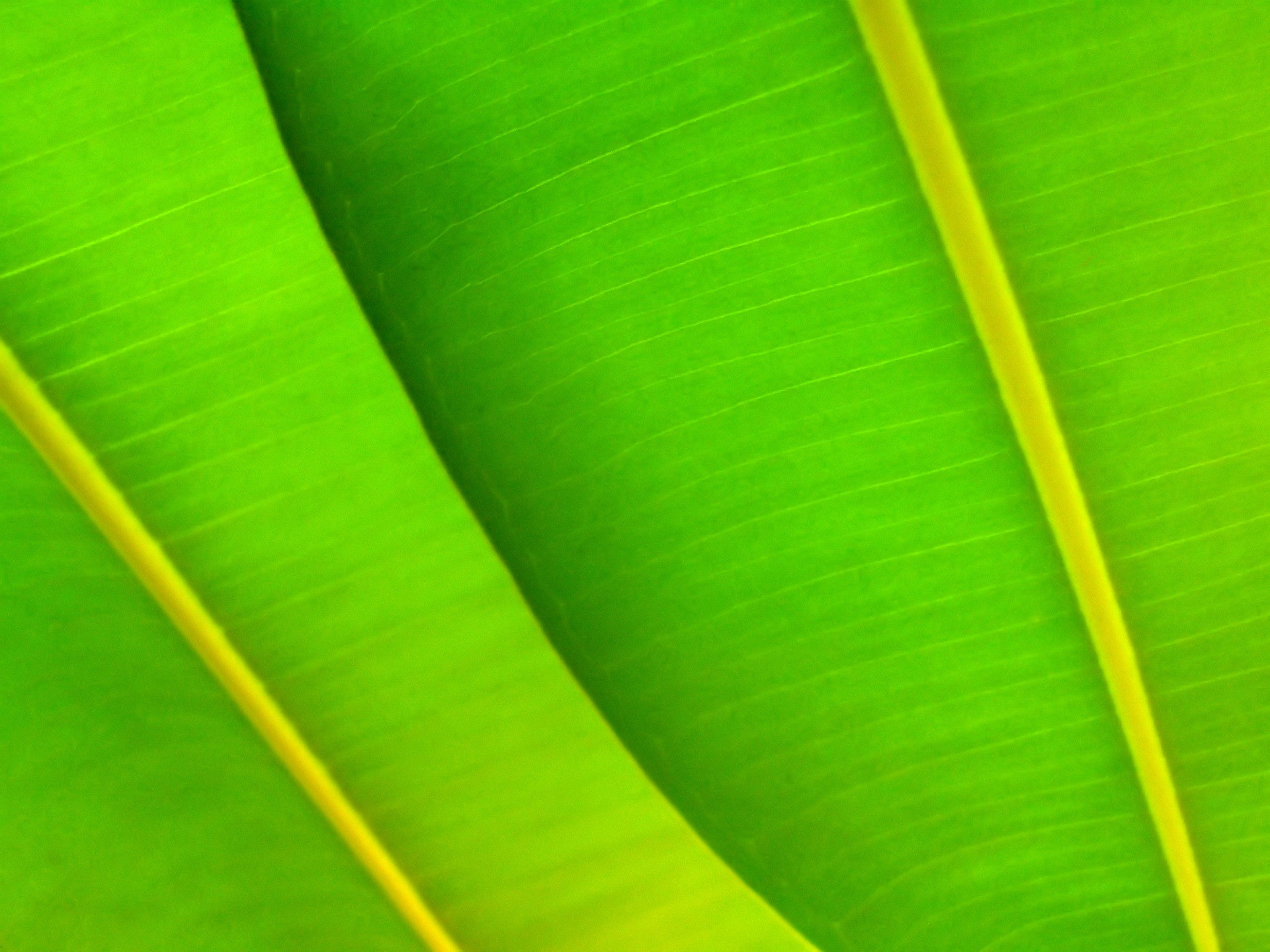 1920x1440 Green leafs Wallpaper Plants Nature
