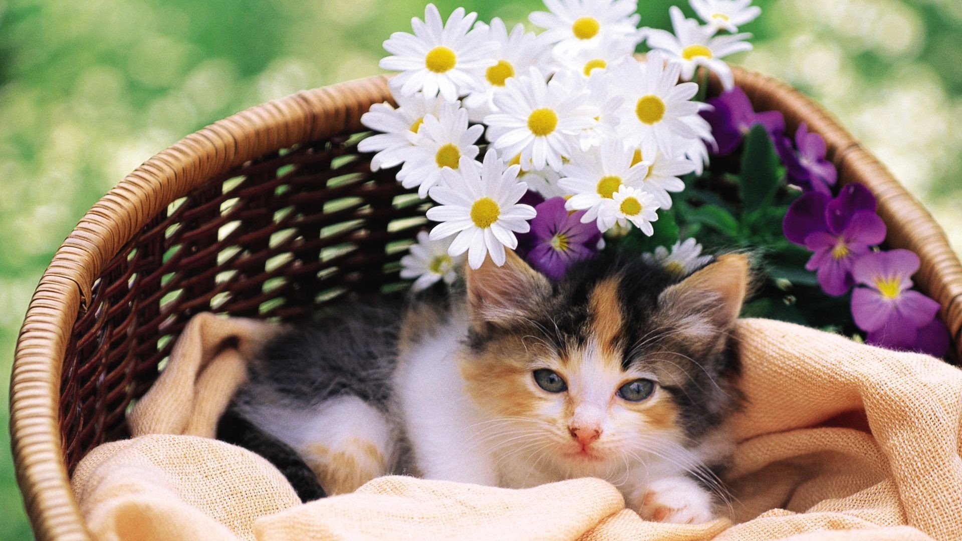 1920x1080 #663344 Color - Flowers Cats Kitten Kittens Cat Baby Animals And Spring for  HD 16
