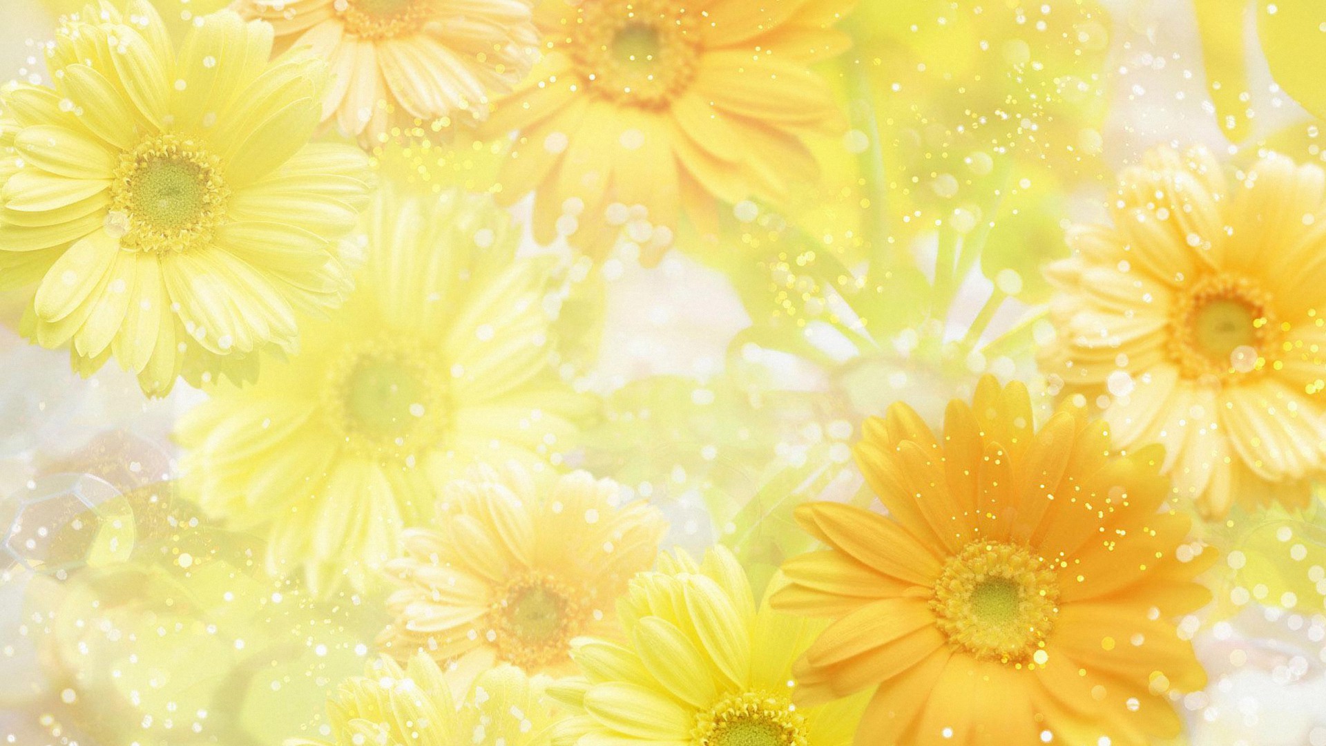1920x1080 cool bright yellow flower HD wallpapers