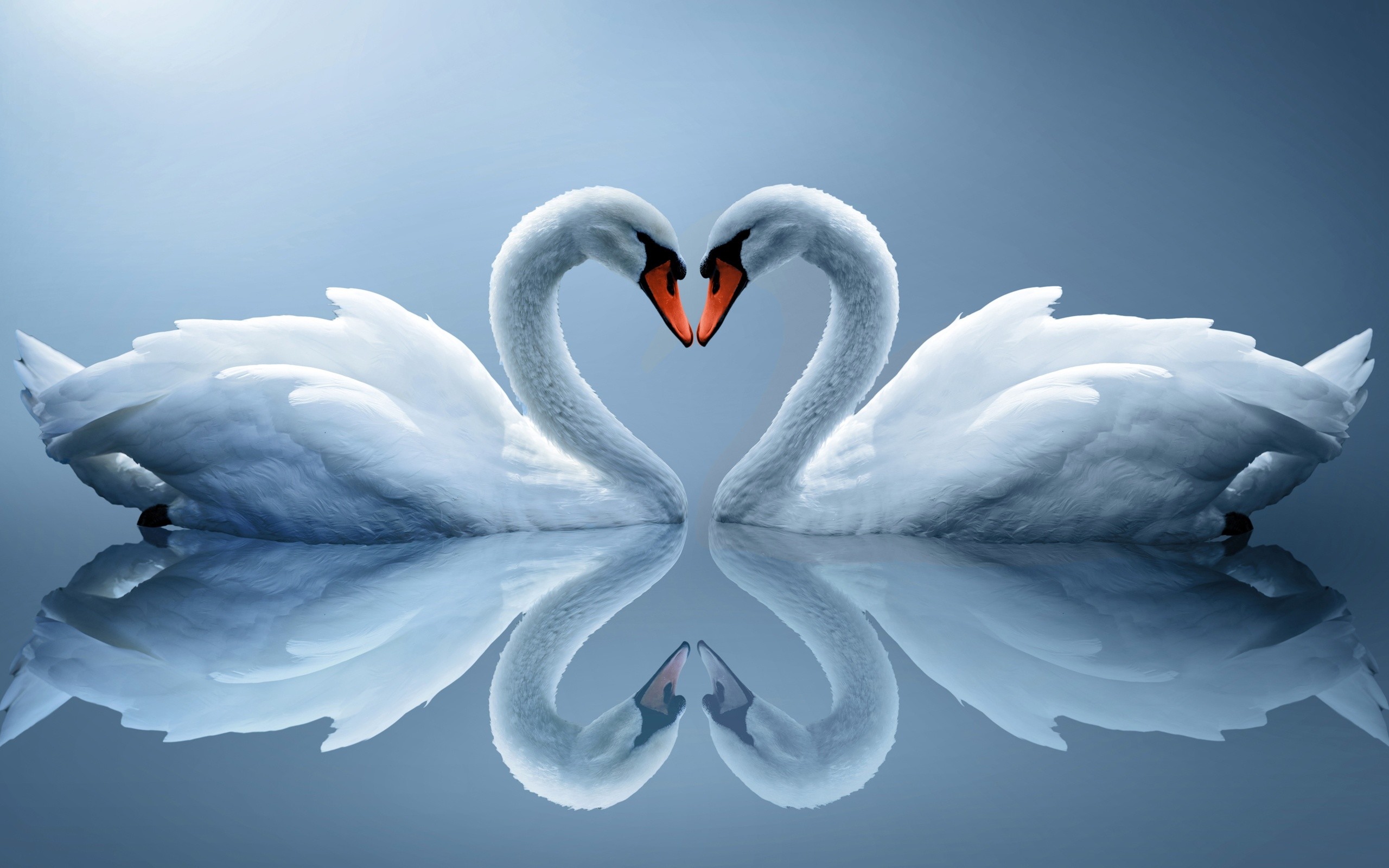 2560x1600 Swan, Love, Heart, Photos, Wallpaper, Download Wallpaper, High Resolution,  Display, 2560Ã1600 Wallpaper HD