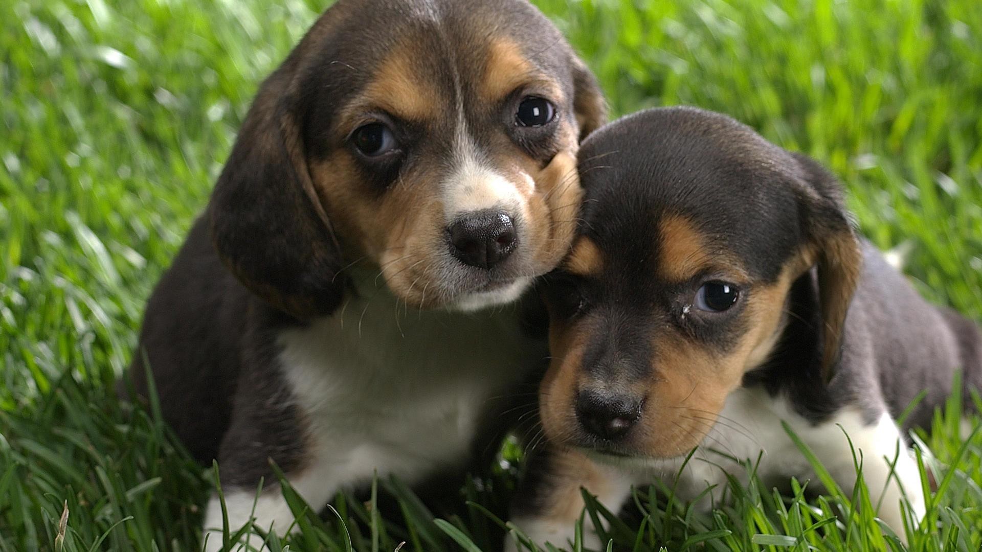 1920x1080 Beagle Wallpaper With Puppies Full Hd For Iphone