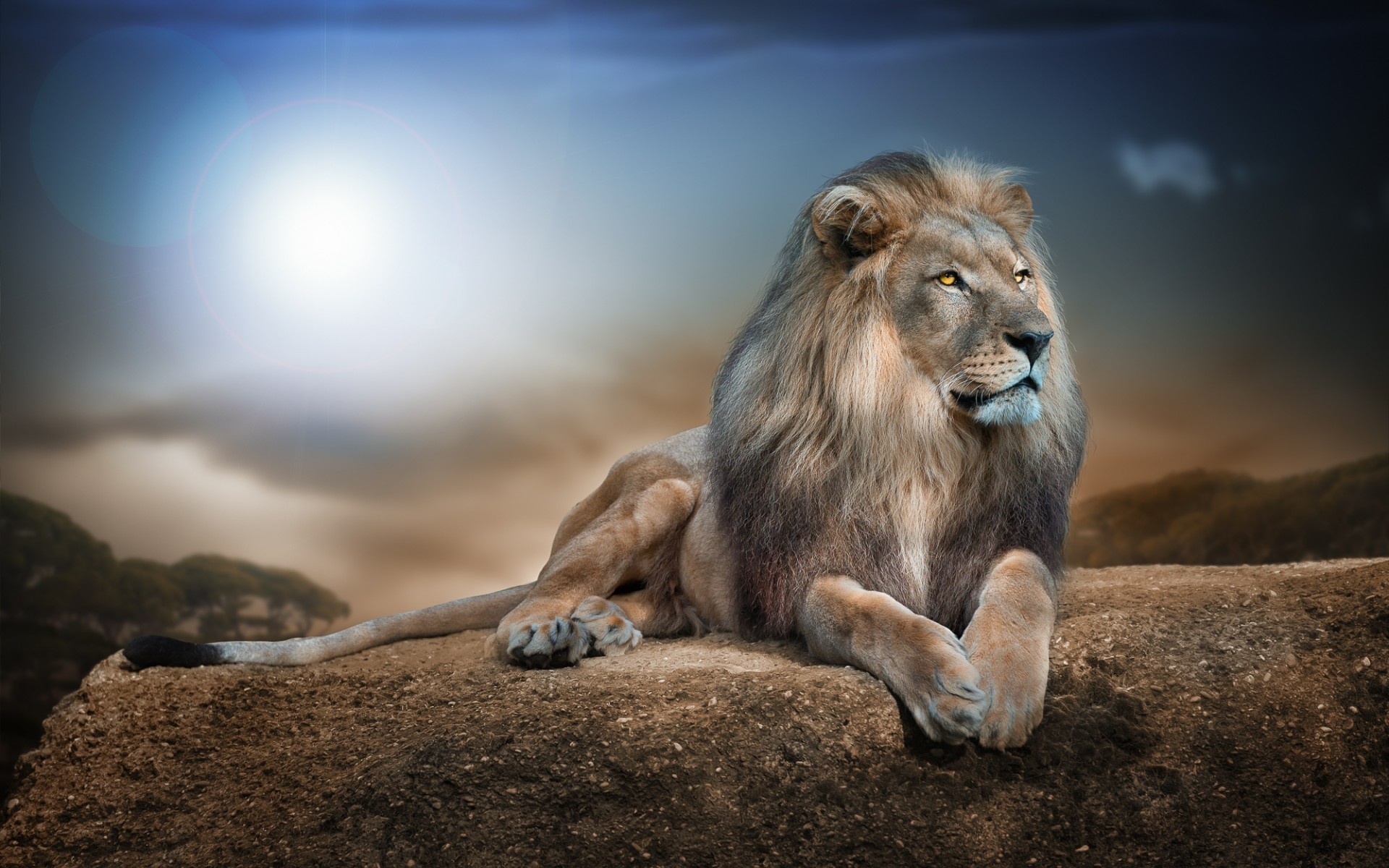 1920x1200 Gorgeous Lion, Fierce, Strong wallpaper