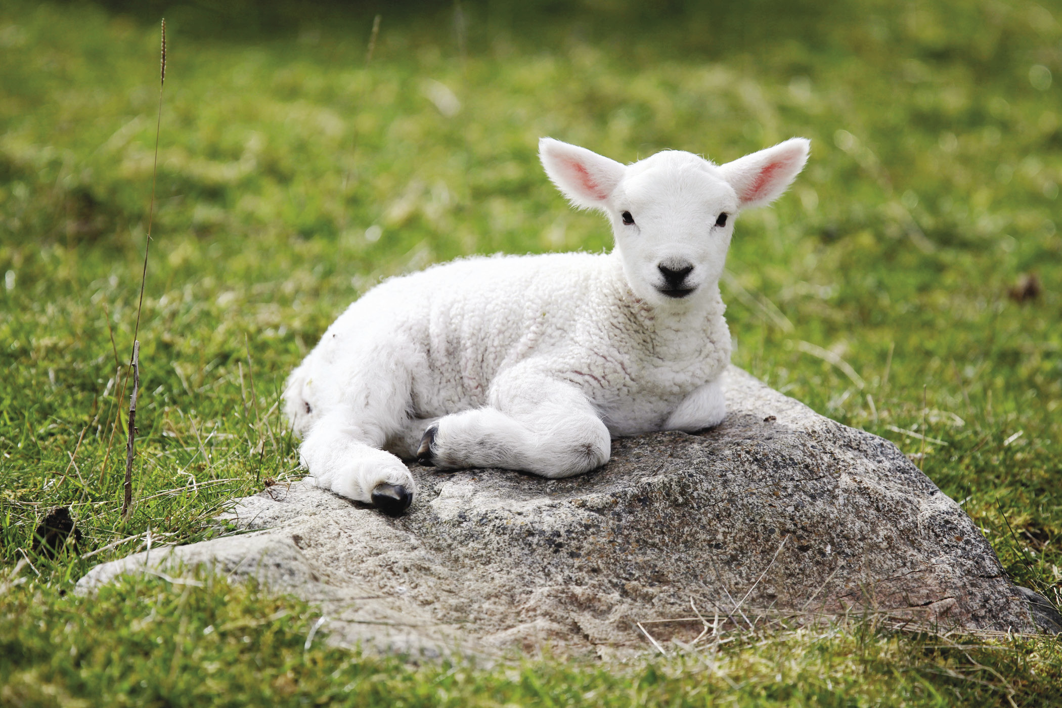 2100x1400 Little baby sheep wallpapers