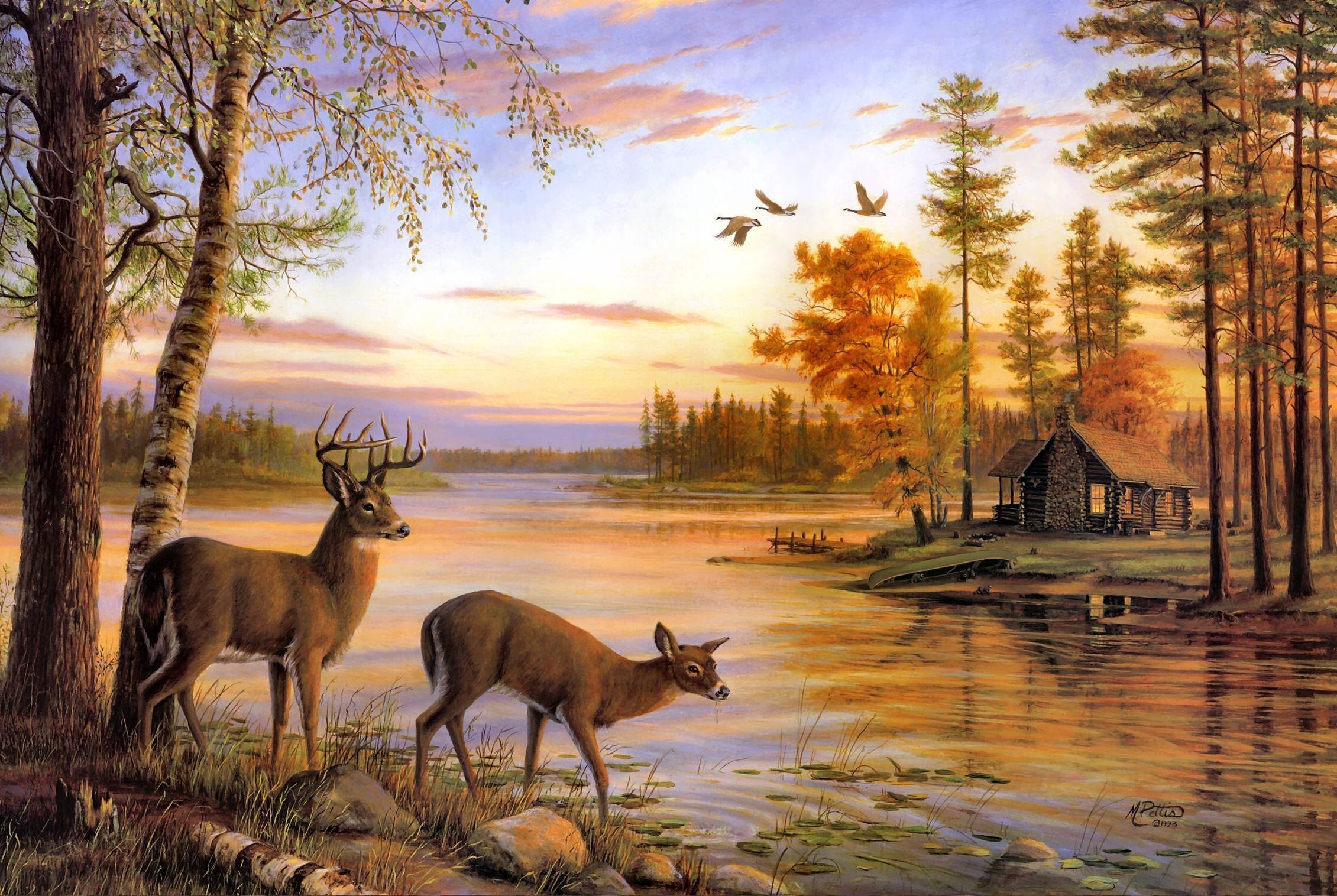 2261x1516  Deer Wallpapers HD Full HD Pictures