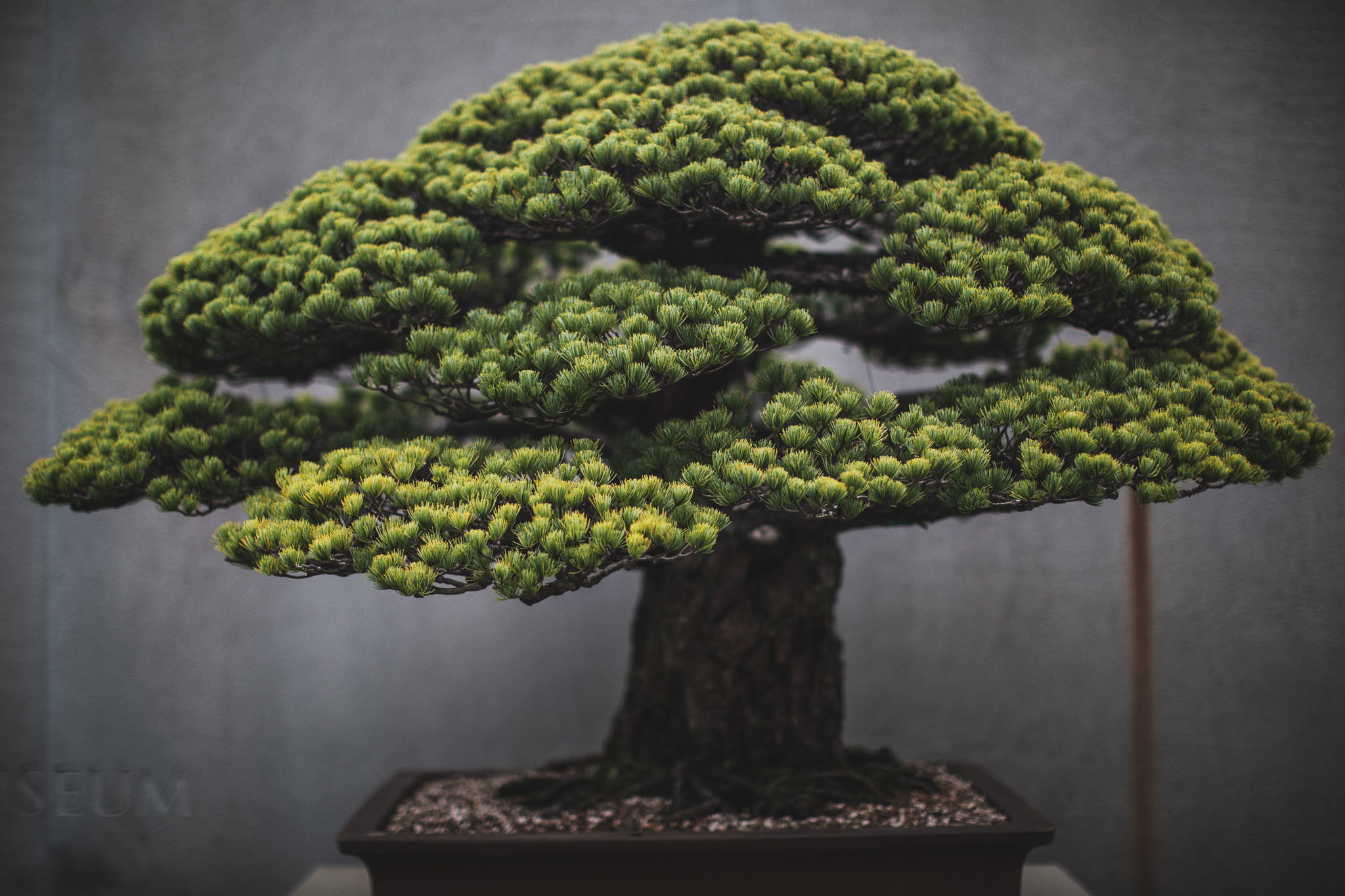 2048x1365 A Japanese White Pine (in training since 1625) at the National Bonsai and  Penjing Museum in Washington, DC. This tree survived the bombing of  Hiroshima; ...