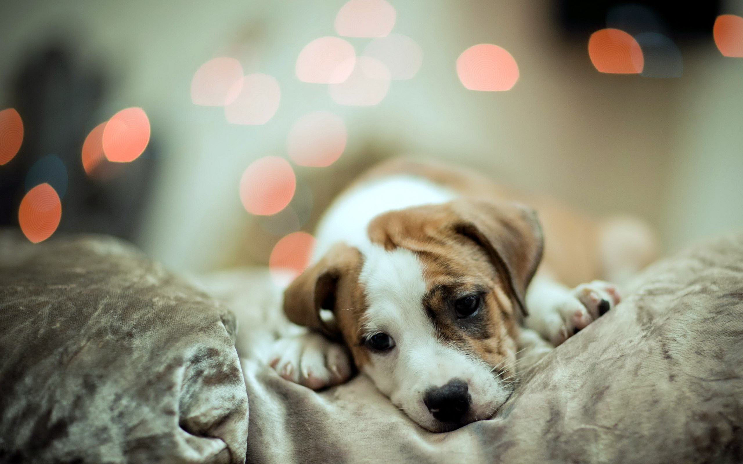 2560x1600 Cute Dog Sleep Wallpaper HD