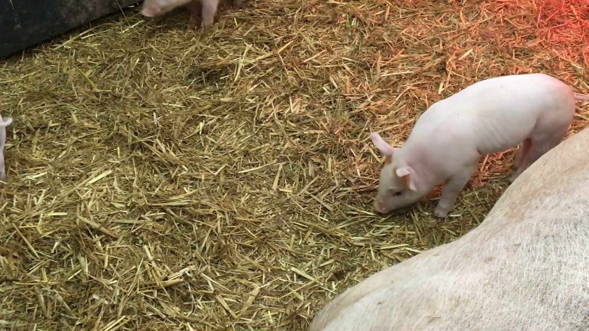 1920x1080 Mother pig lying in straw inside pigsty with little piglet trying to find  food under its mothers snout Stock Video Footage - VideoBlocks