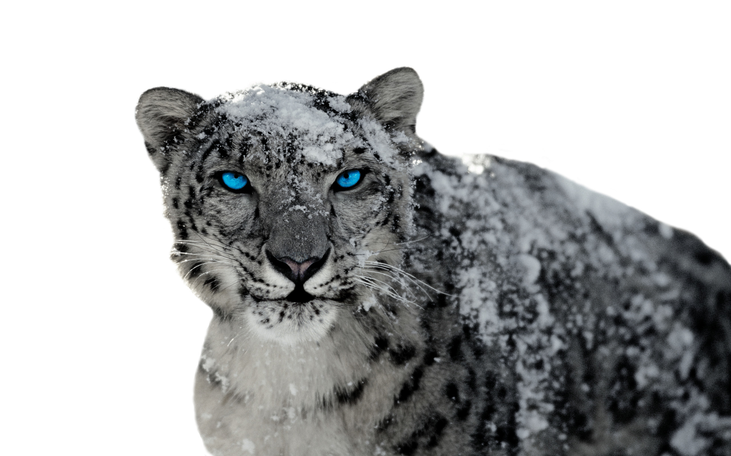 2560x1600  Animal - Snow Leopard Wallpaper
