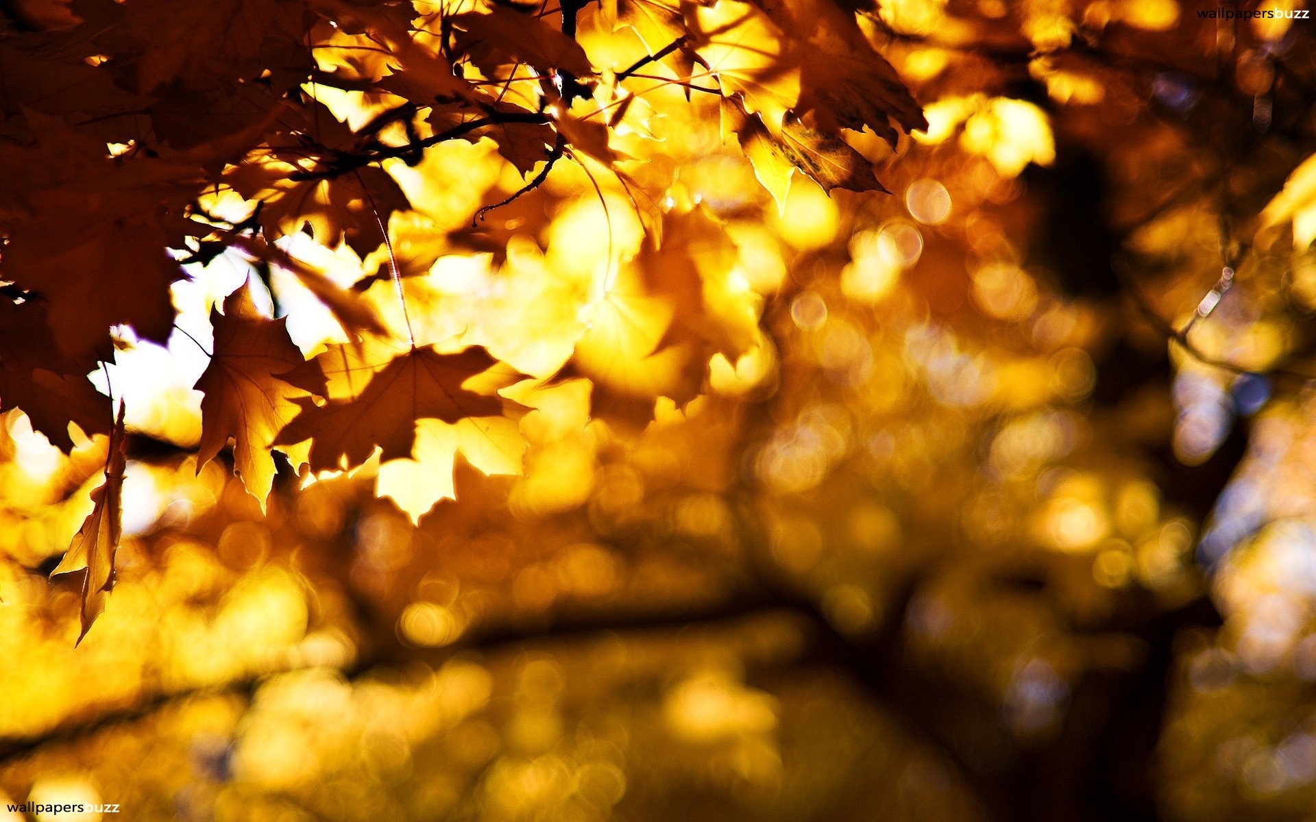 1920x1200 Golden Autumn Leaves
