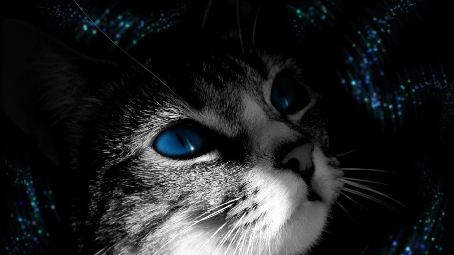 1920x1080  Wallpaper cat, muzzle, black white, blue-eyed