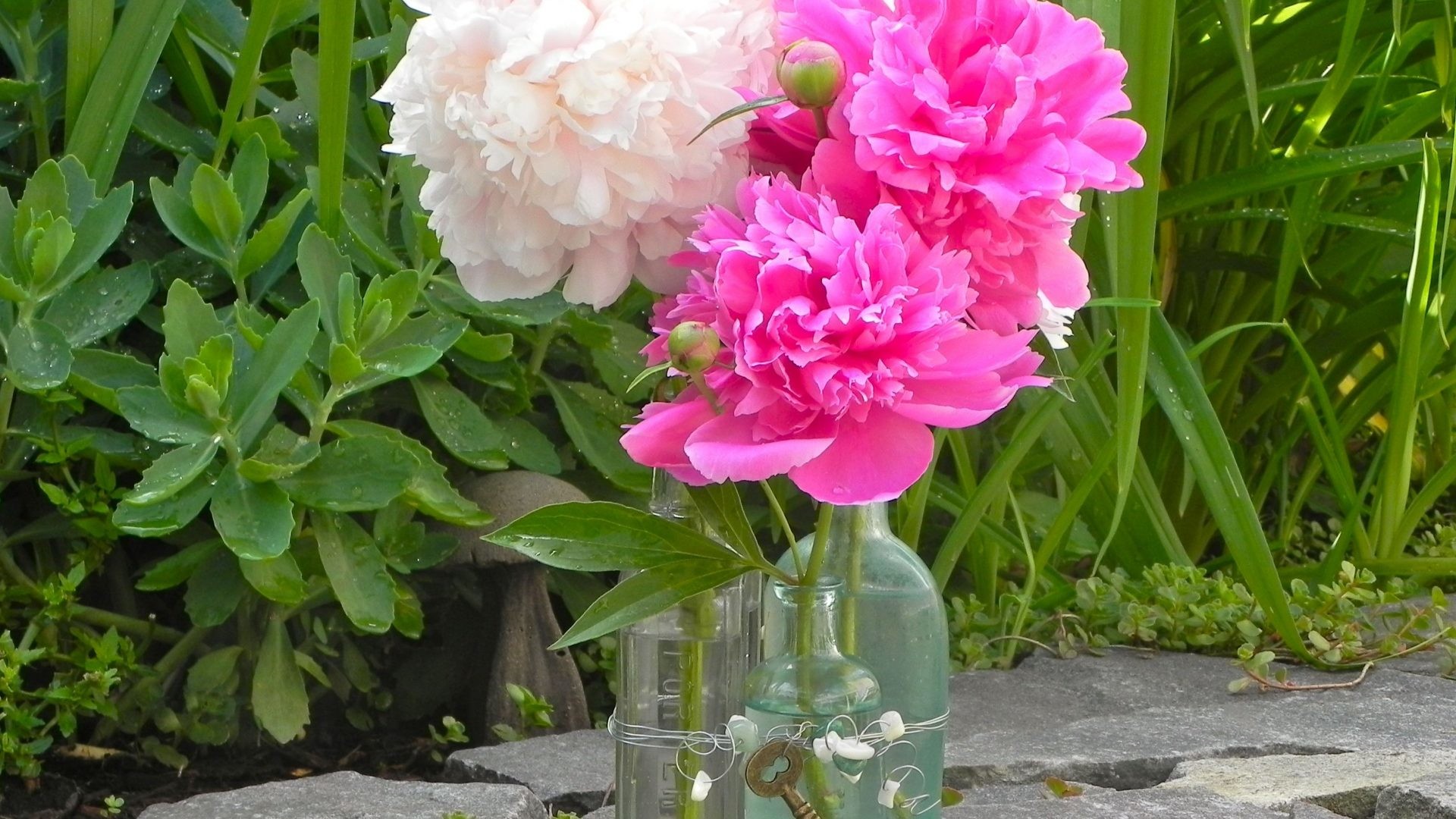1920x1080 Peonies Tag - Peonies Beautiful Pretty Flowers Forever Bouquets Pink Fresh  Nature Bouquet Bottle Love Green