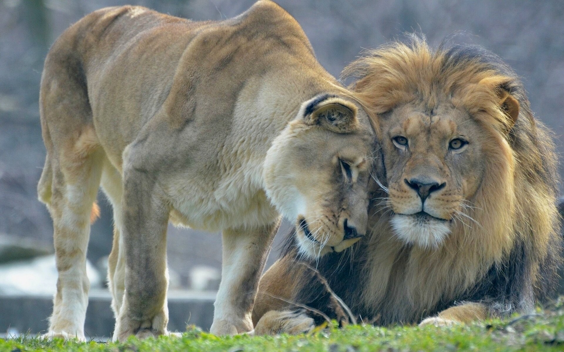 1920x1200 lions leo lioness love