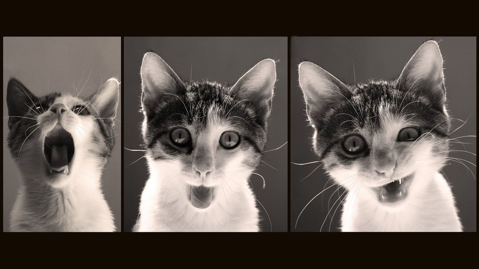 1920x1080 Funny Cat Desktop Wallpapers Wallpaper