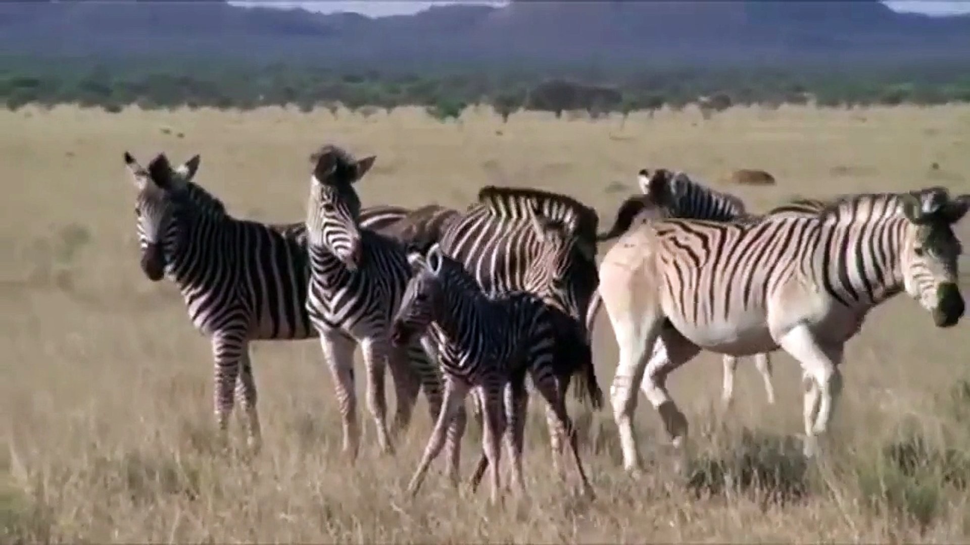 1920x1080 Mama Zebra Die After Protect Her Baby