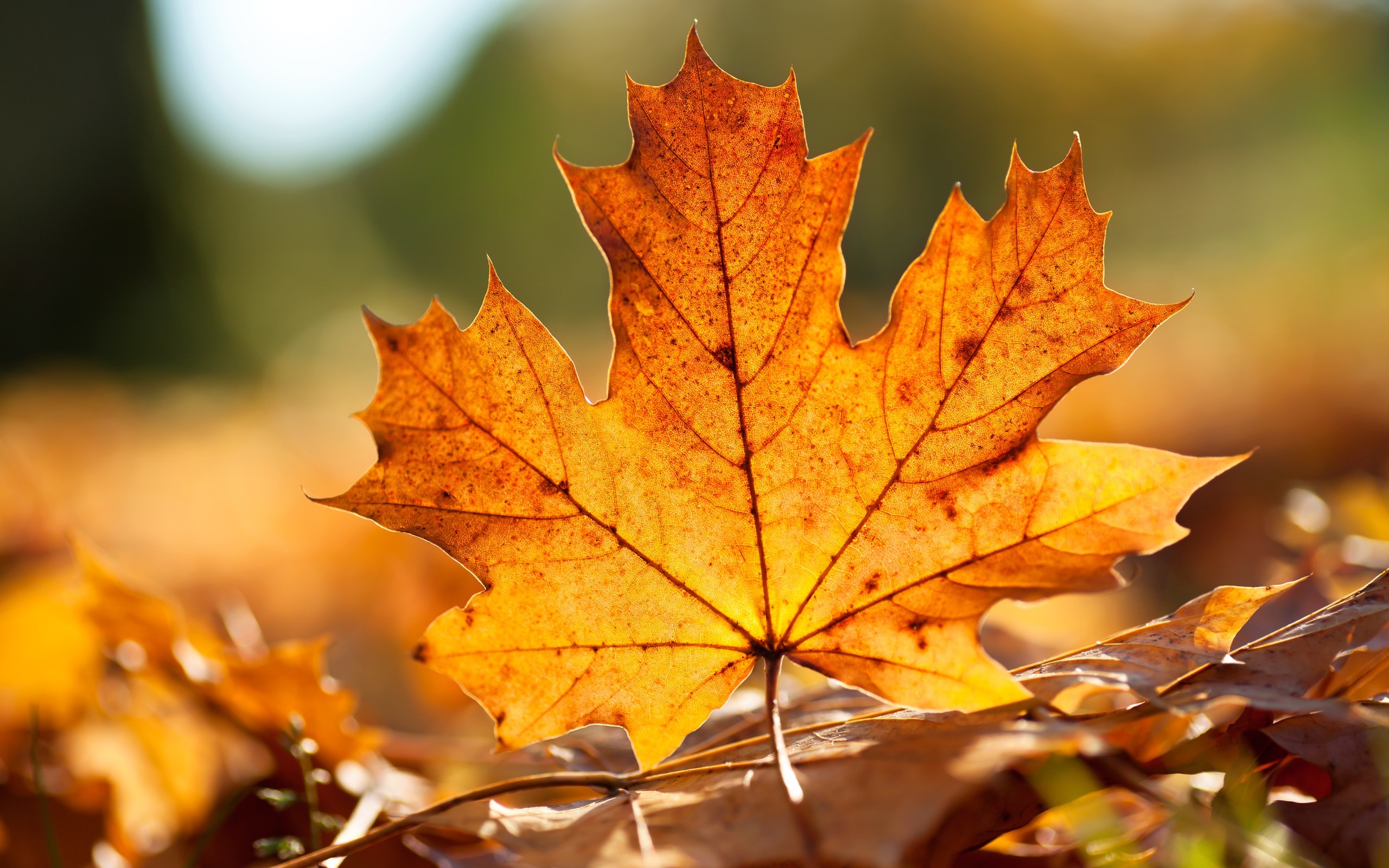 2560x1600 5 Best free Nature Wallpaper for Desktop - Autumn Leave for Fall Festival  Background - HD Wallpapers for Free