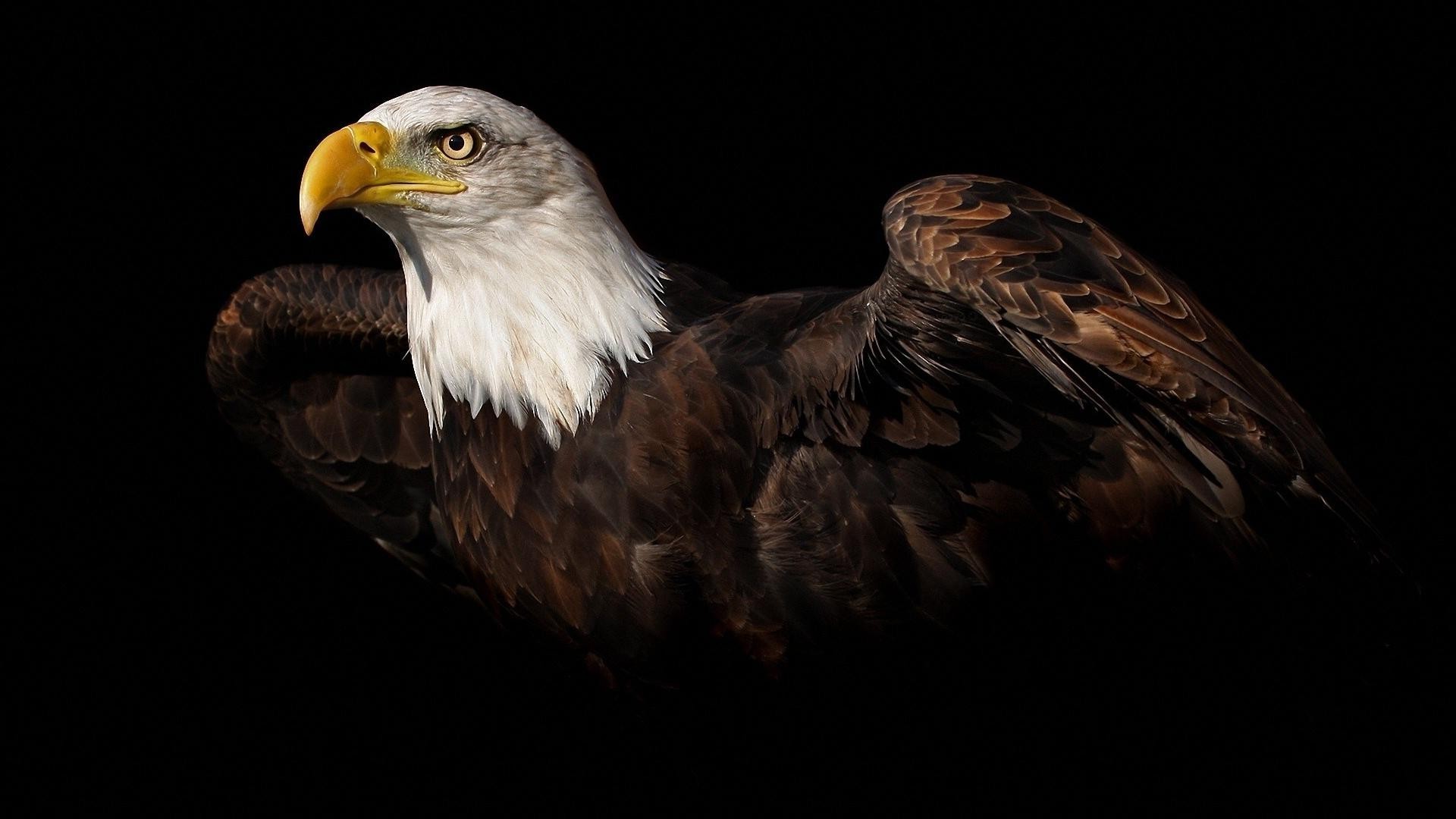 1920x1080 Bald Eagle Wallpaper HD Images One HD Wallpaper Pictures.