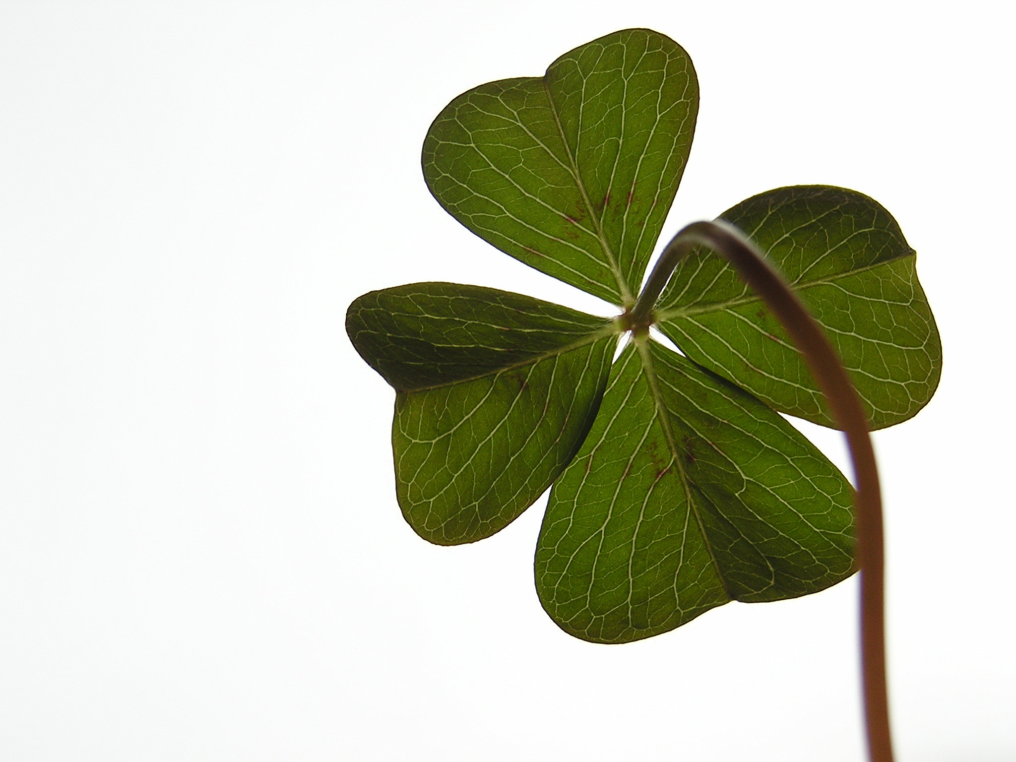 2048x1536 Keep the Luck o' the Irish With Your Year Round: How to Preserve a Four  Leaf Clover! | LongIsland.com