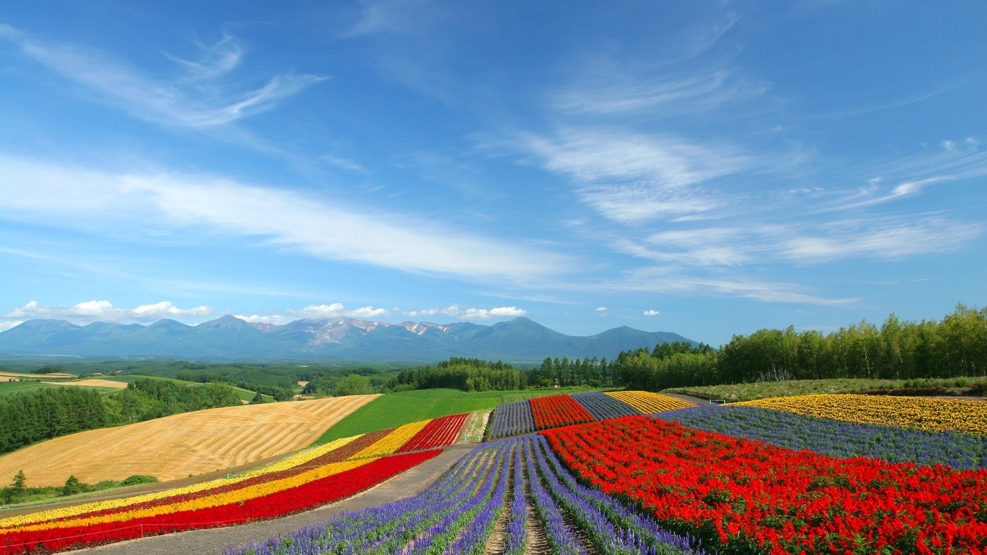 3840x2160  Wallpaper field, flowers, japan, ranks, multi-colored, slope