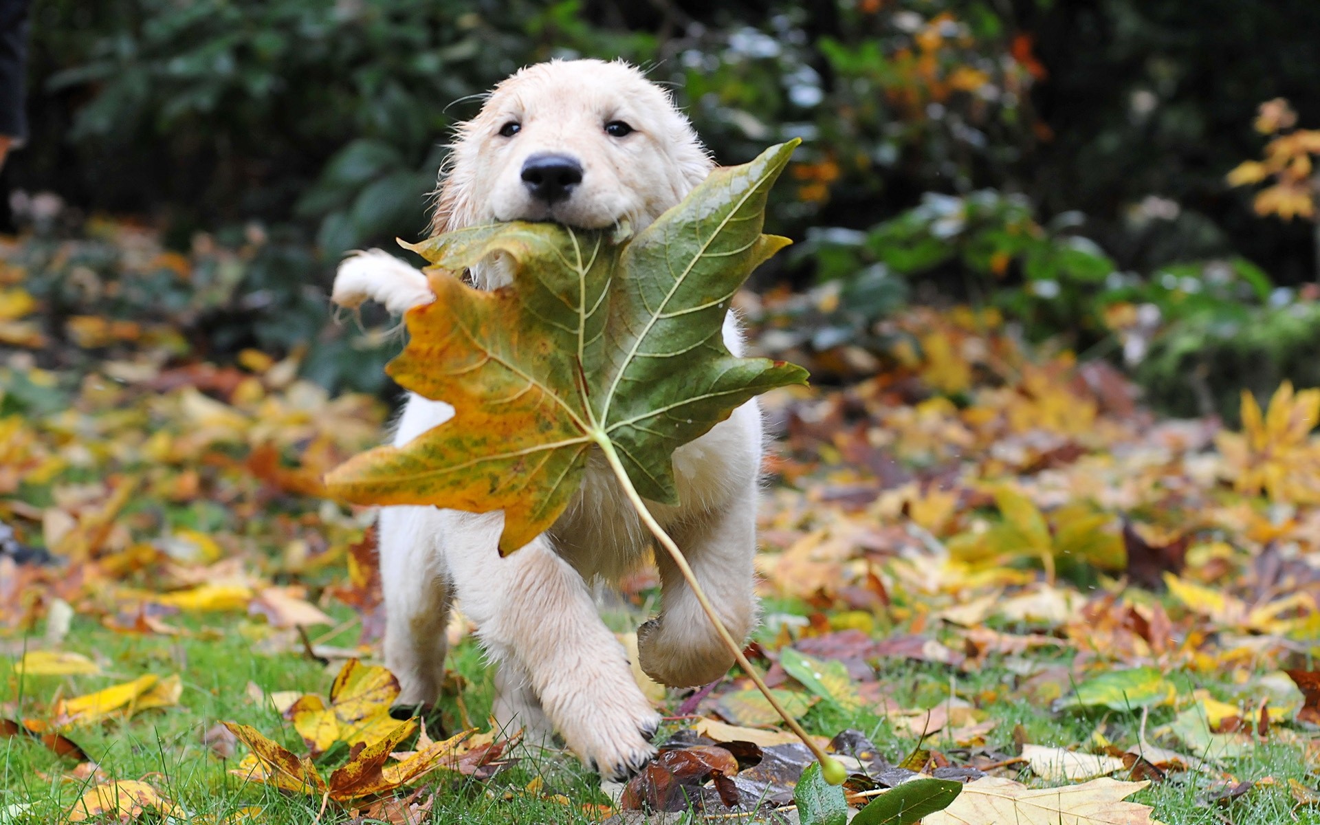 1920x1200 Puppy, animal, autumn, dog, leaf, puppy