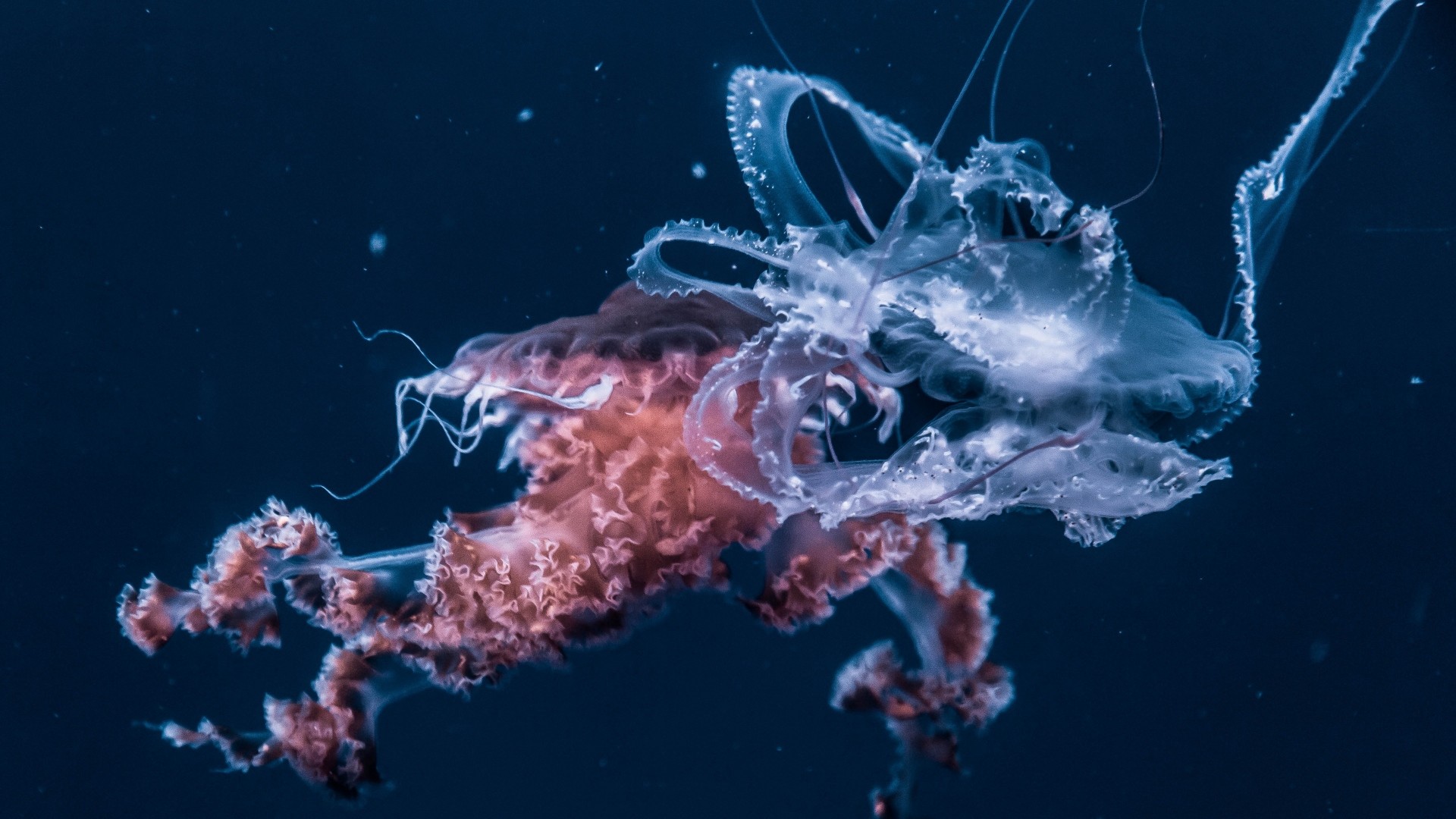 1920x1080  Wallpaper jellyfish, underwater world, tentacles, ocean