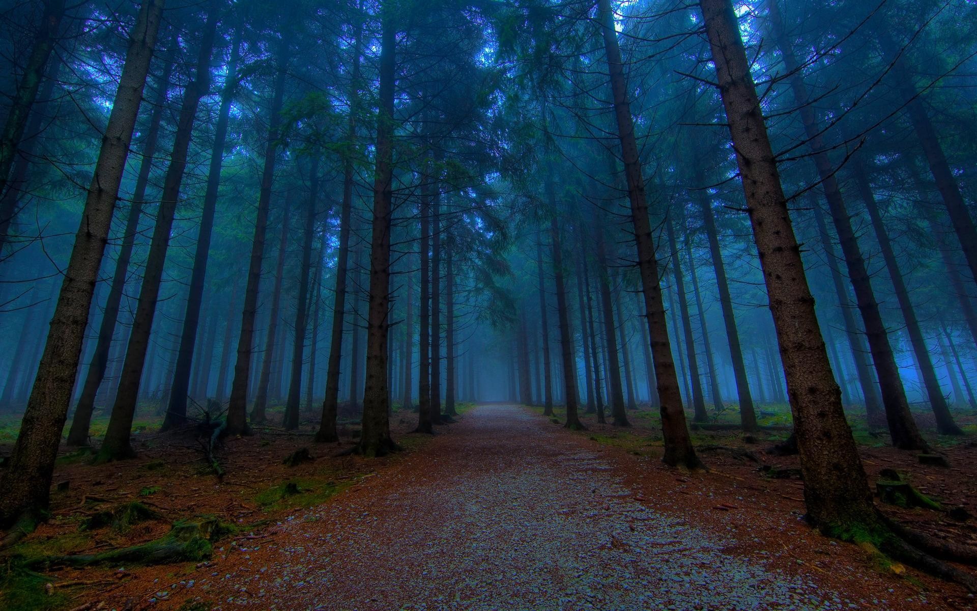 1920x1200 Mystical Forest Path