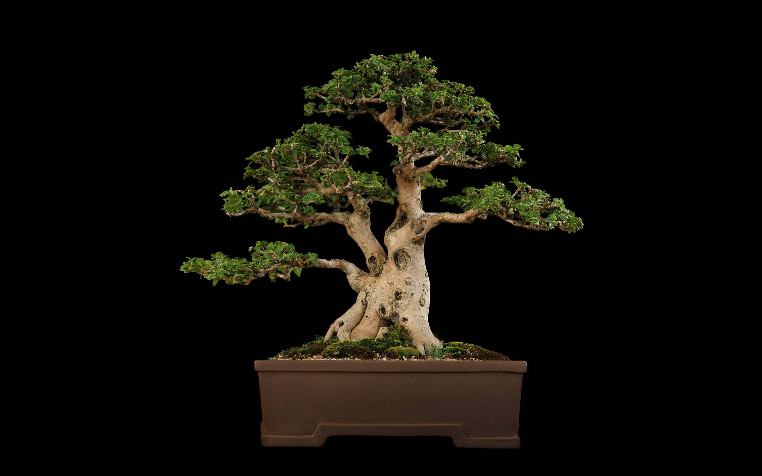 2560x1600 colored, bonsai,tree, organic, windows wallpaper,cool, lovely, view, black  tree, Wallpaper HD