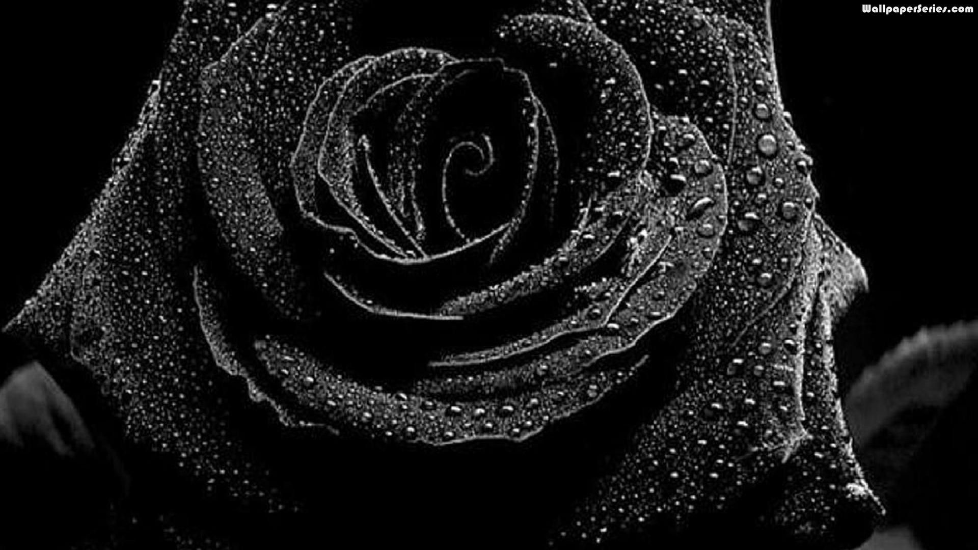 1920x1080  Black Roses Background Trends With Rose Wallpapers Images Photos  ...">