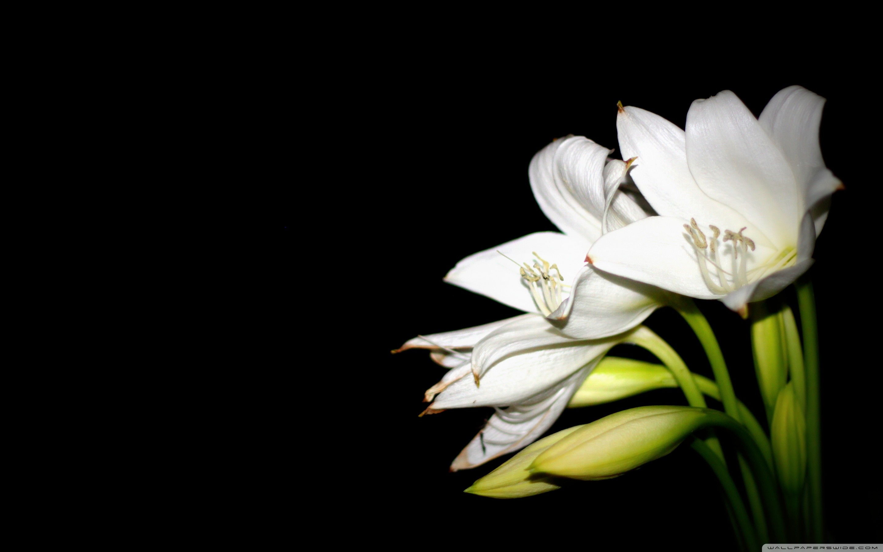 2880x1800 Wide 1610 Easter Lilies Background