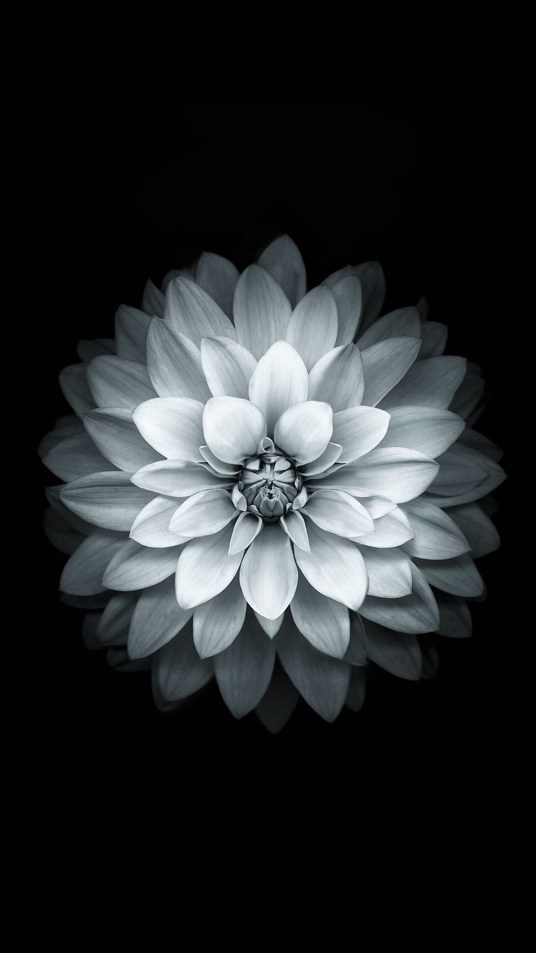 1080x1920 Download Black White Apple Lotus Flower Android Wallpaper