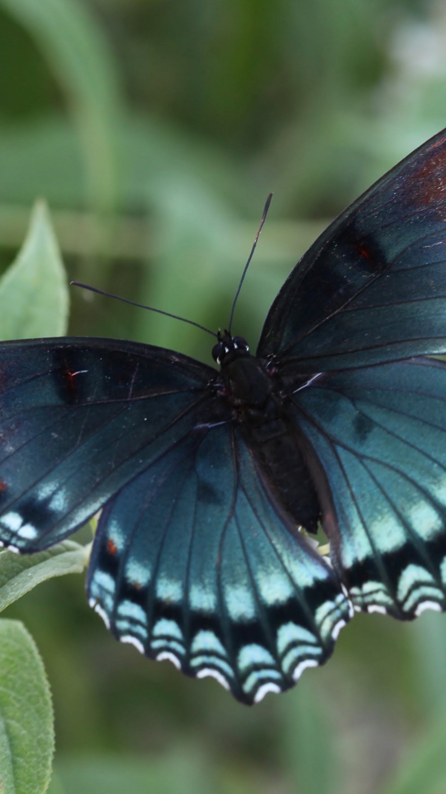 1440x2560 Red Spotted Purple Butterfly