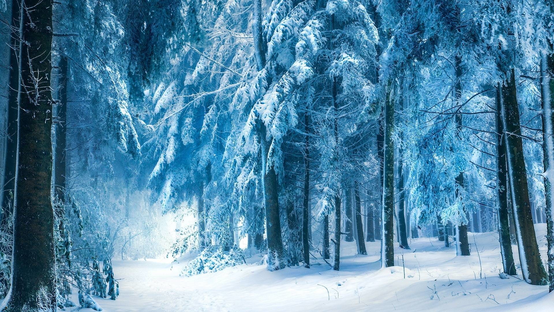 1920x1080 Wallpapers For > Snowy Dark Forest Wallpaper