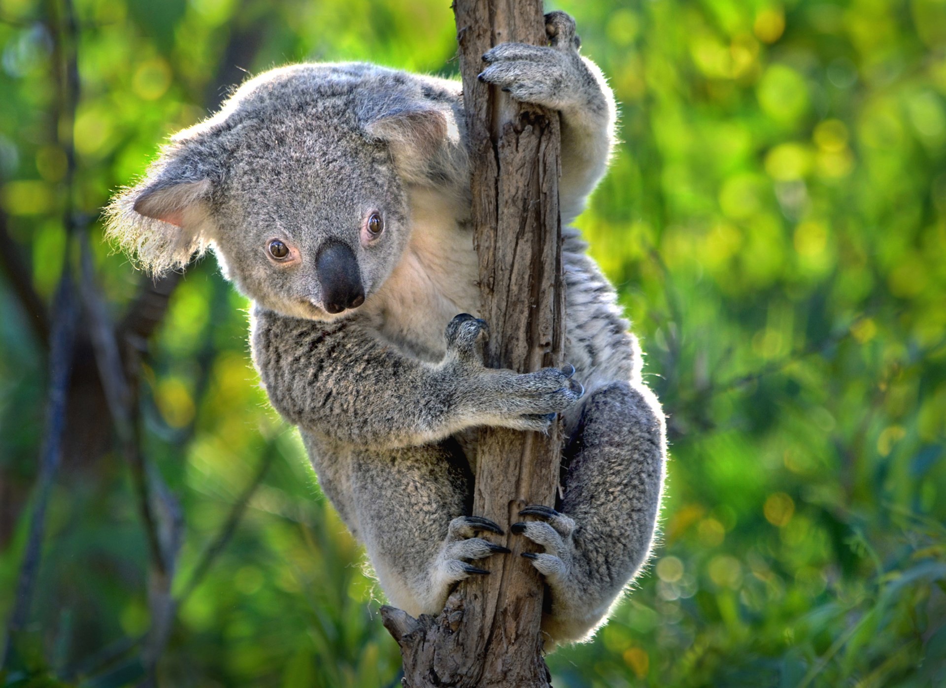 1920x1397 High Quality koala picture - koala category