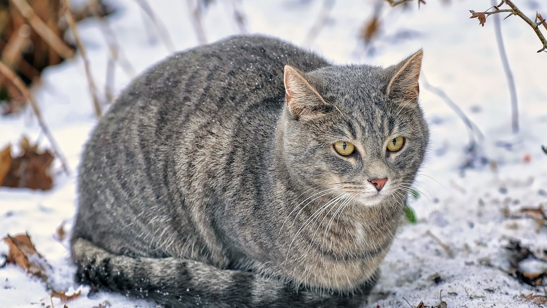 1920x1080 Freezing cat in winter picture