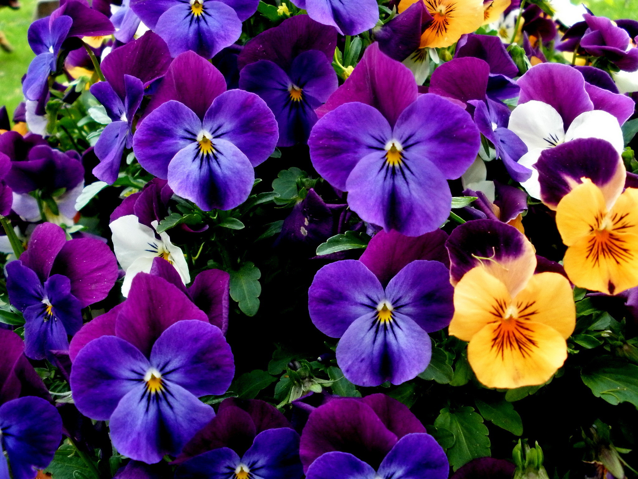 2048x1536 beautiful+pansy+arrangements | Beautiful bouquet of flowers pansies  wallpapers and images