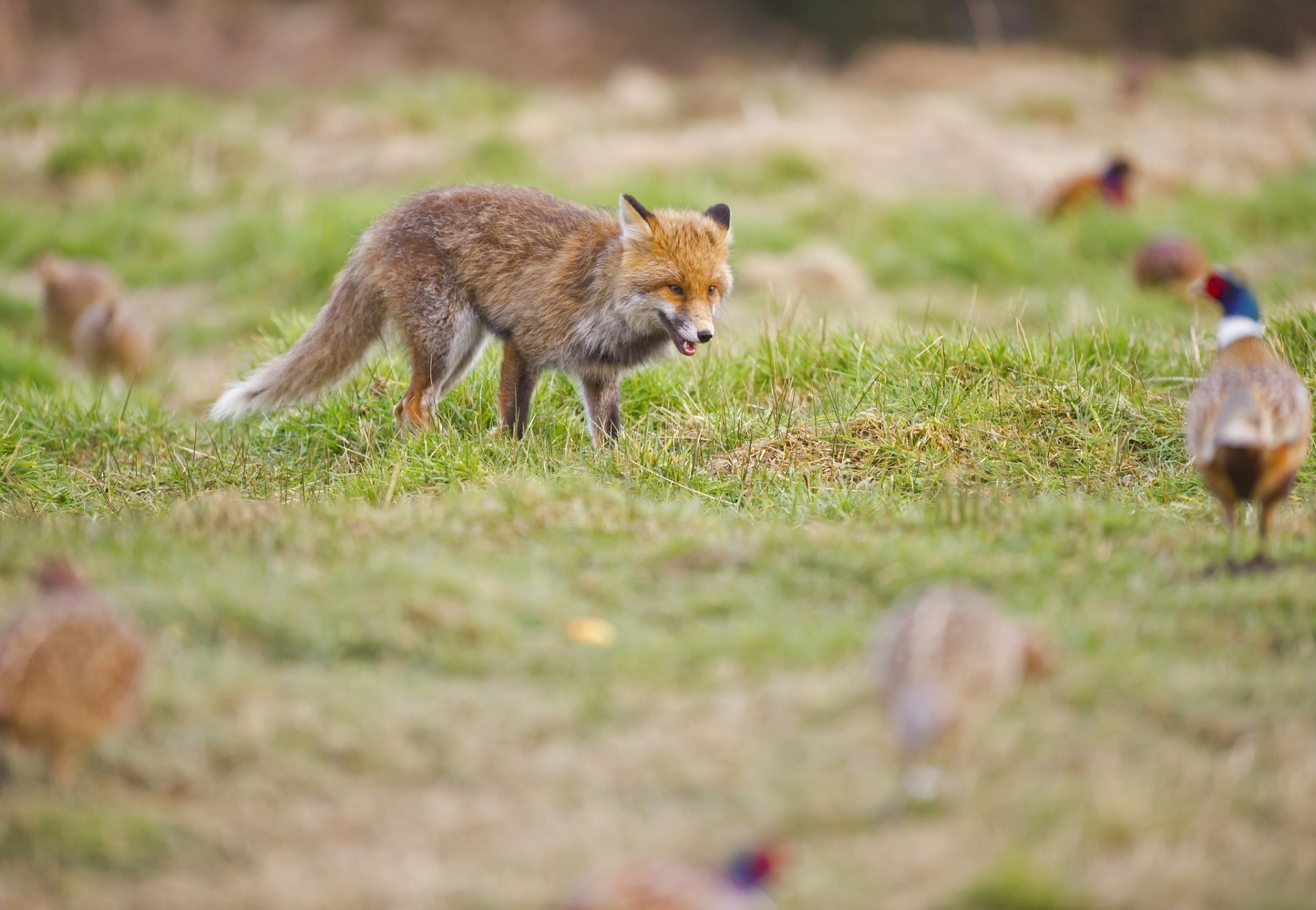 1920x1328 field grass pheasant fox red hunt