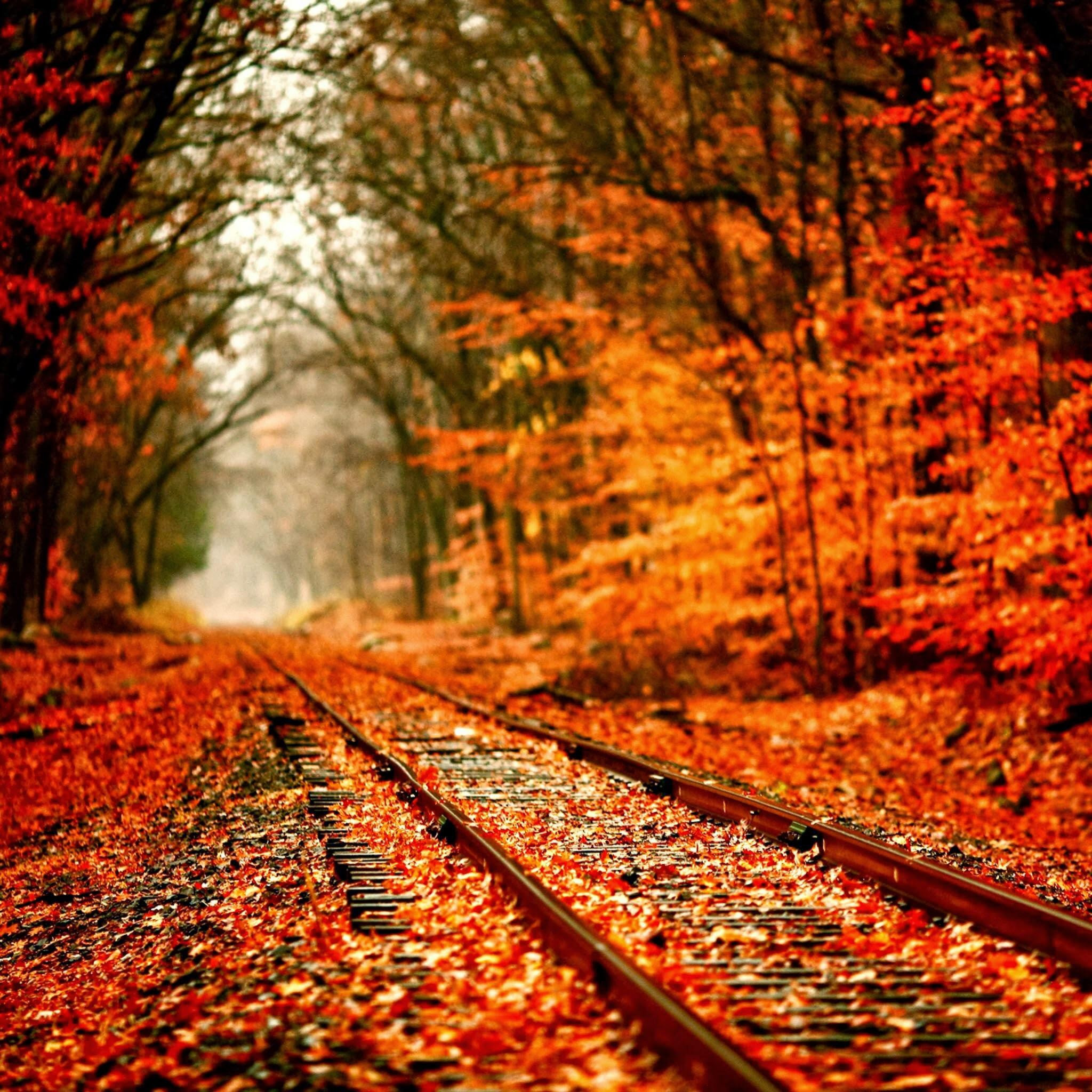 2048x2048 Autumn Railway Covered With Orange Maple Leves iPad Air Wallpaper
