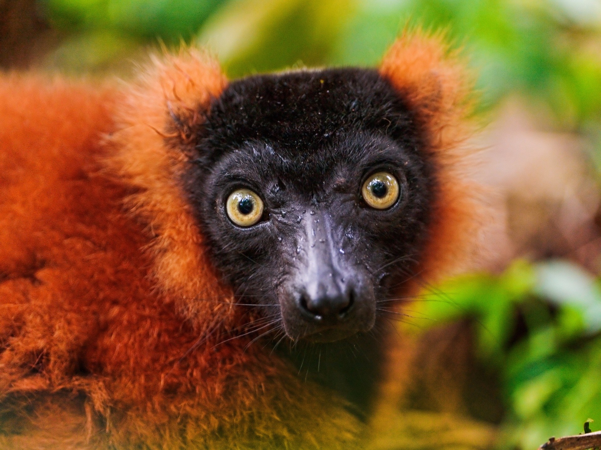 1920x1440 Portrait of a red ruffed lemur