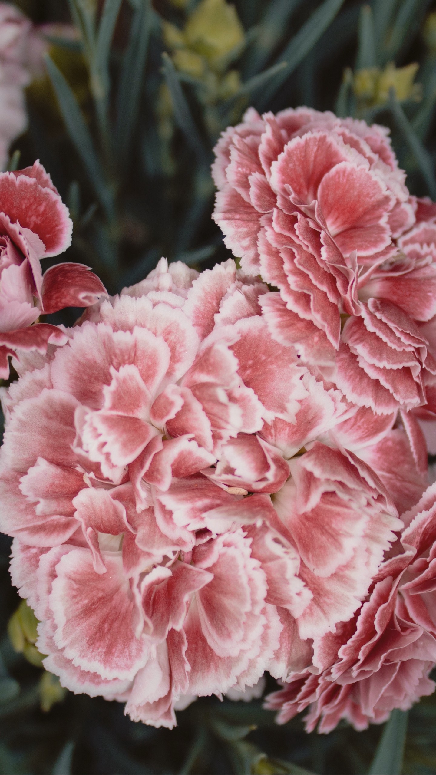 1440x2560  Wallpaper carnations, flowers, pink