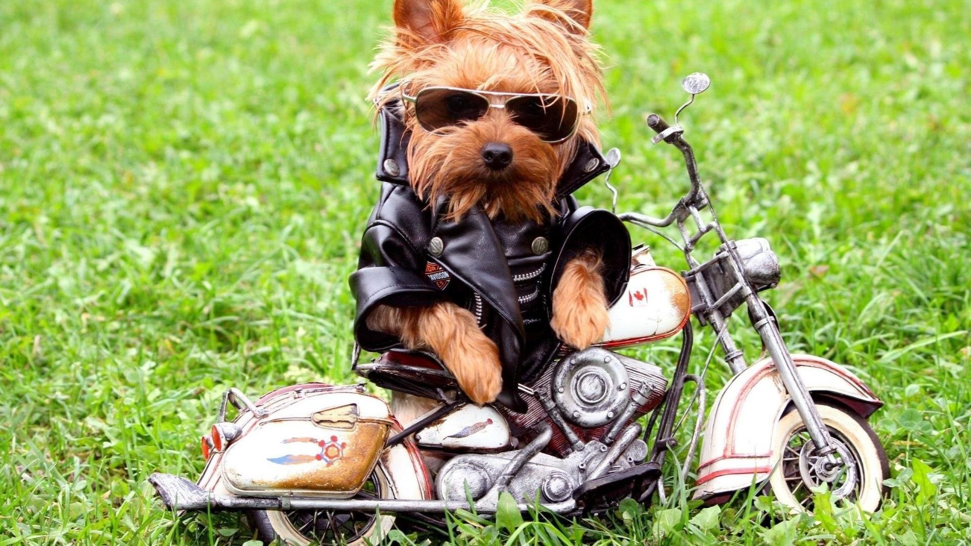 1920x1080  cute cool style stylish biker little dog backgrounds