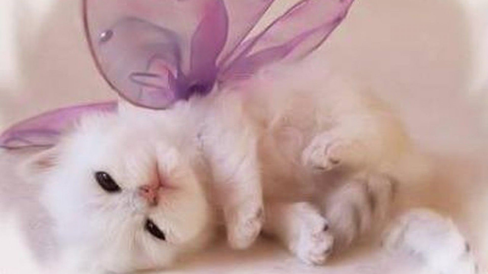 1920x1080 Cute Kitten Wallpaper Free Download | wallpapers hd | Pinterest | Wallpaper  free download
