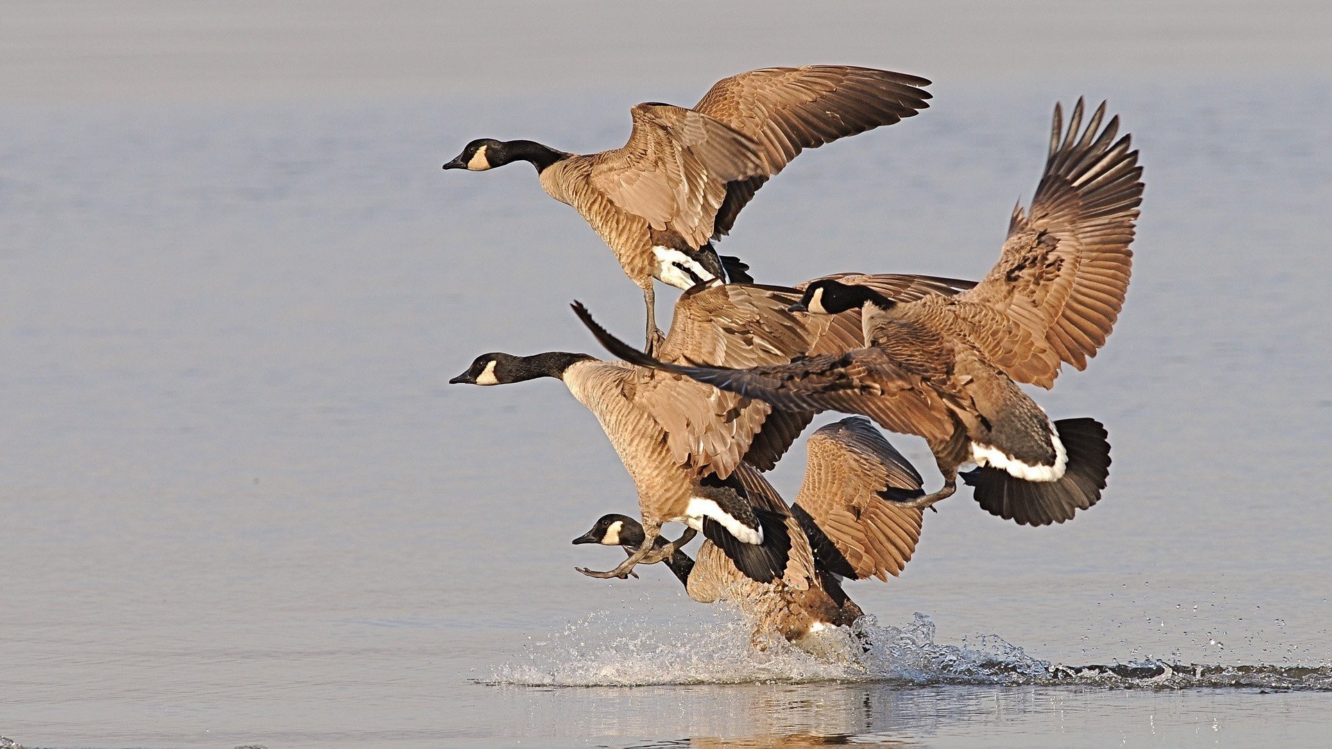 1920x1080 Geese Tag - Flying Birds Geese Images Beautiful for HD 16:9 High Definition  1080p