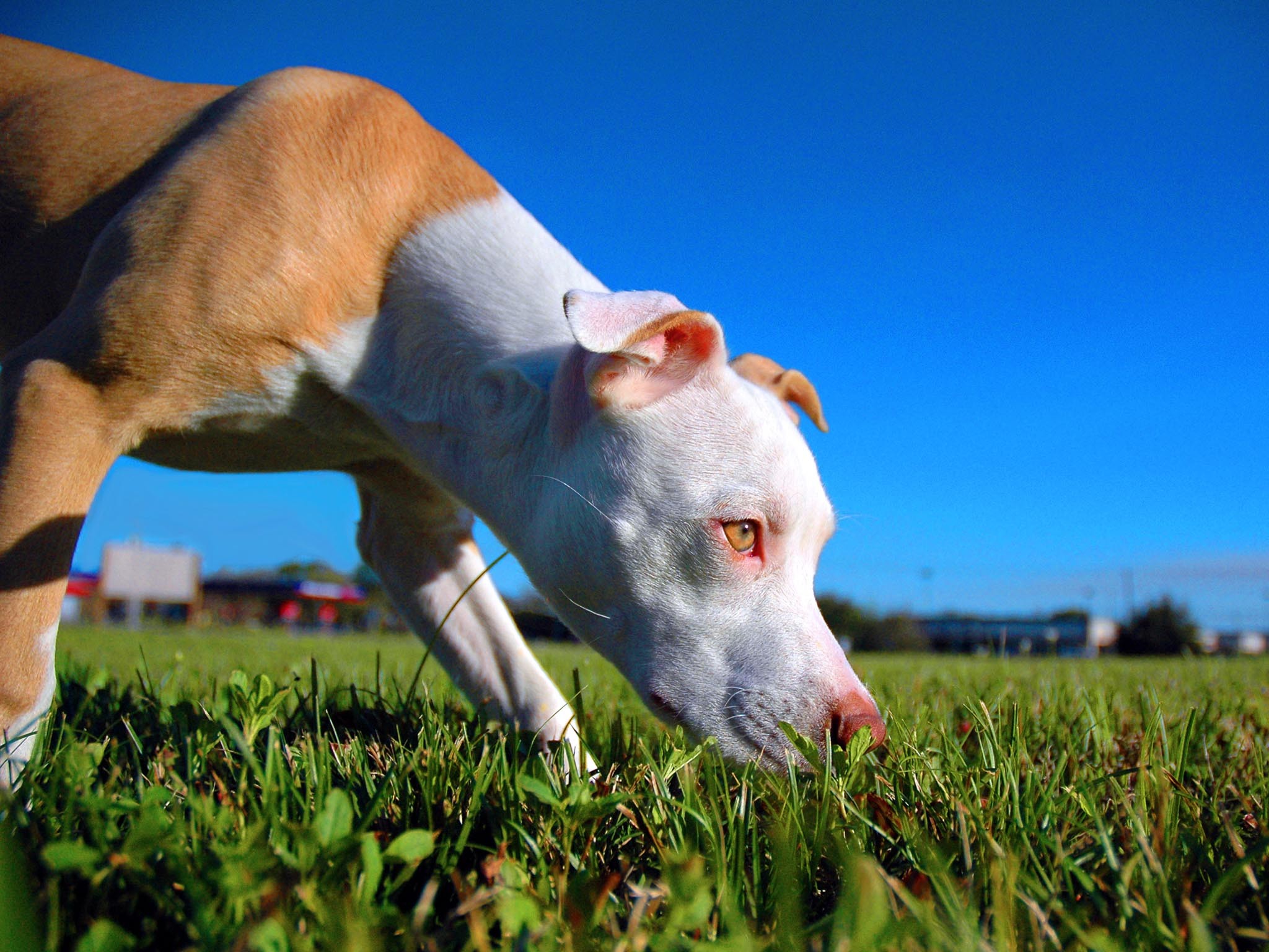 2048x1536 ... Wallpapers American Pit Bull Terrier Images ...