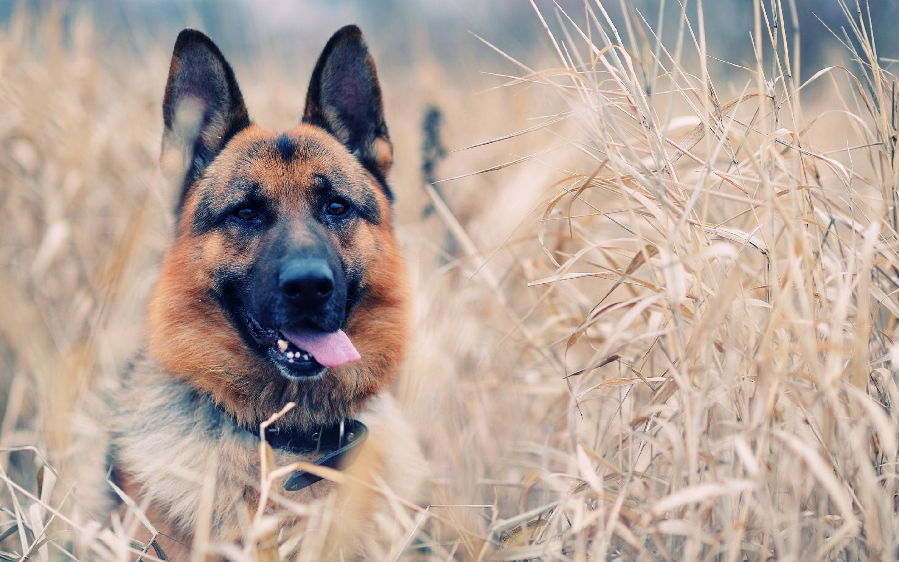 2880x1800 dog, German Shepherd, Animals Wallpapers HD / Desktop and Mobile Backgrounds