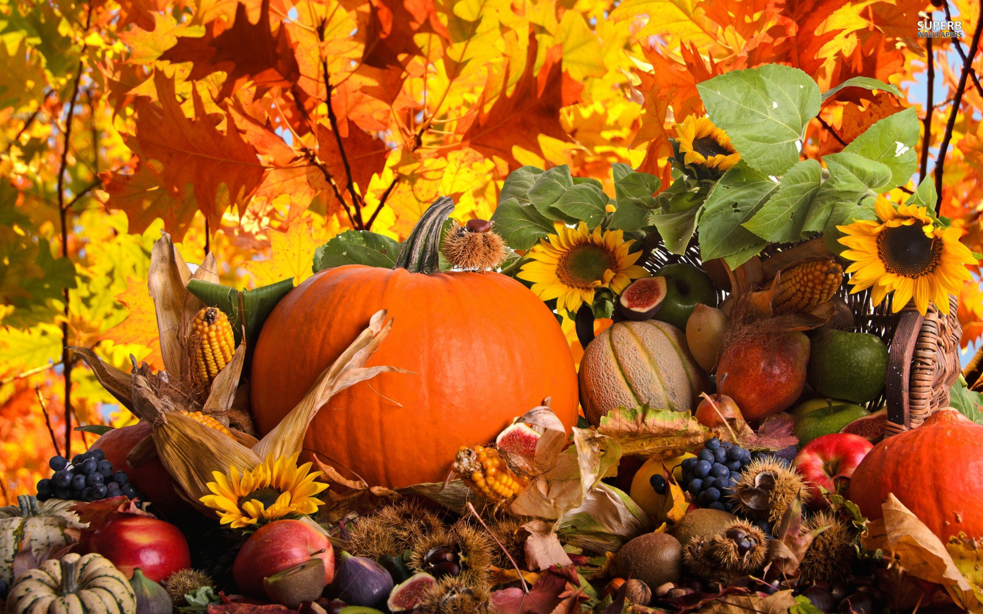 1920x1200 Autumn Pumpkin Thanksgiving Background Stock Photo - Image: 44897024
