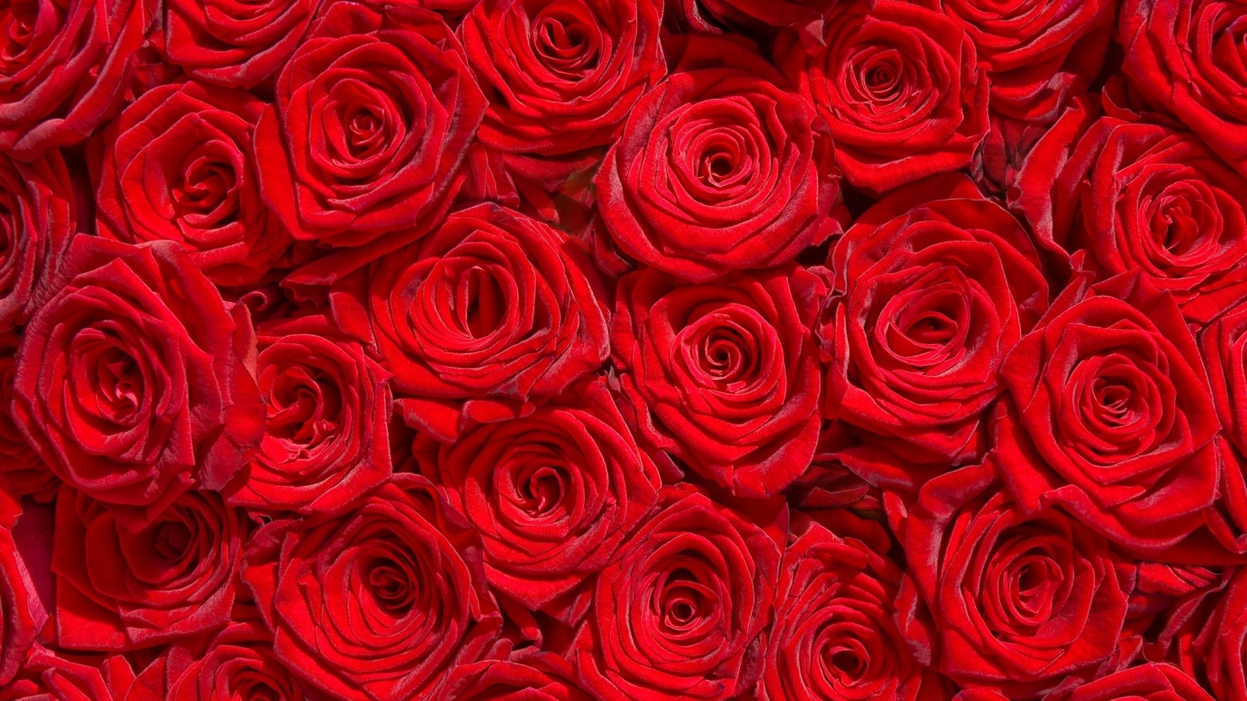 2560x1440 Red Rose Flower Garden Wallpaper