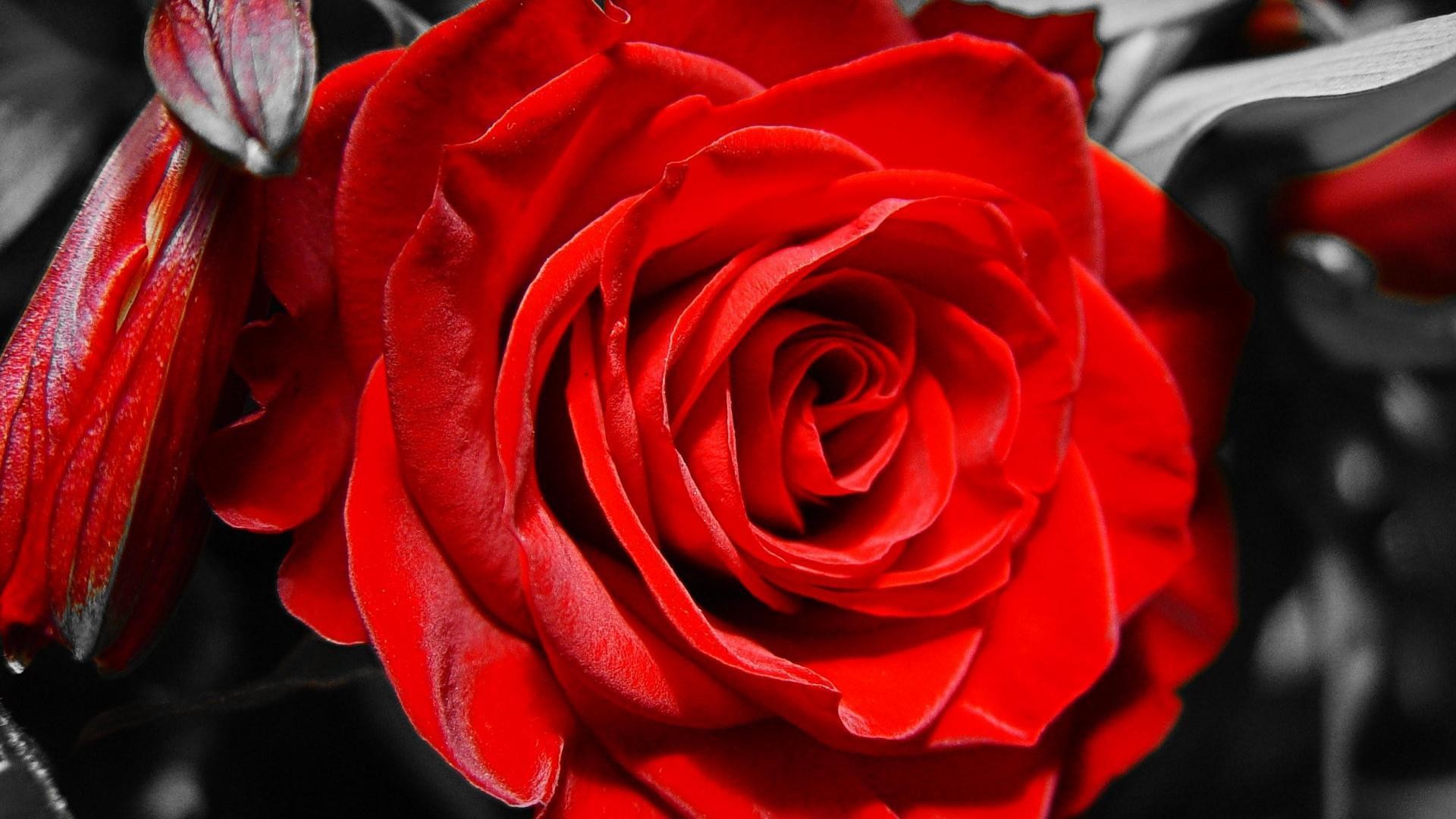 1920x1080 Red rose on black and white background on March 8 wallpapers and .
