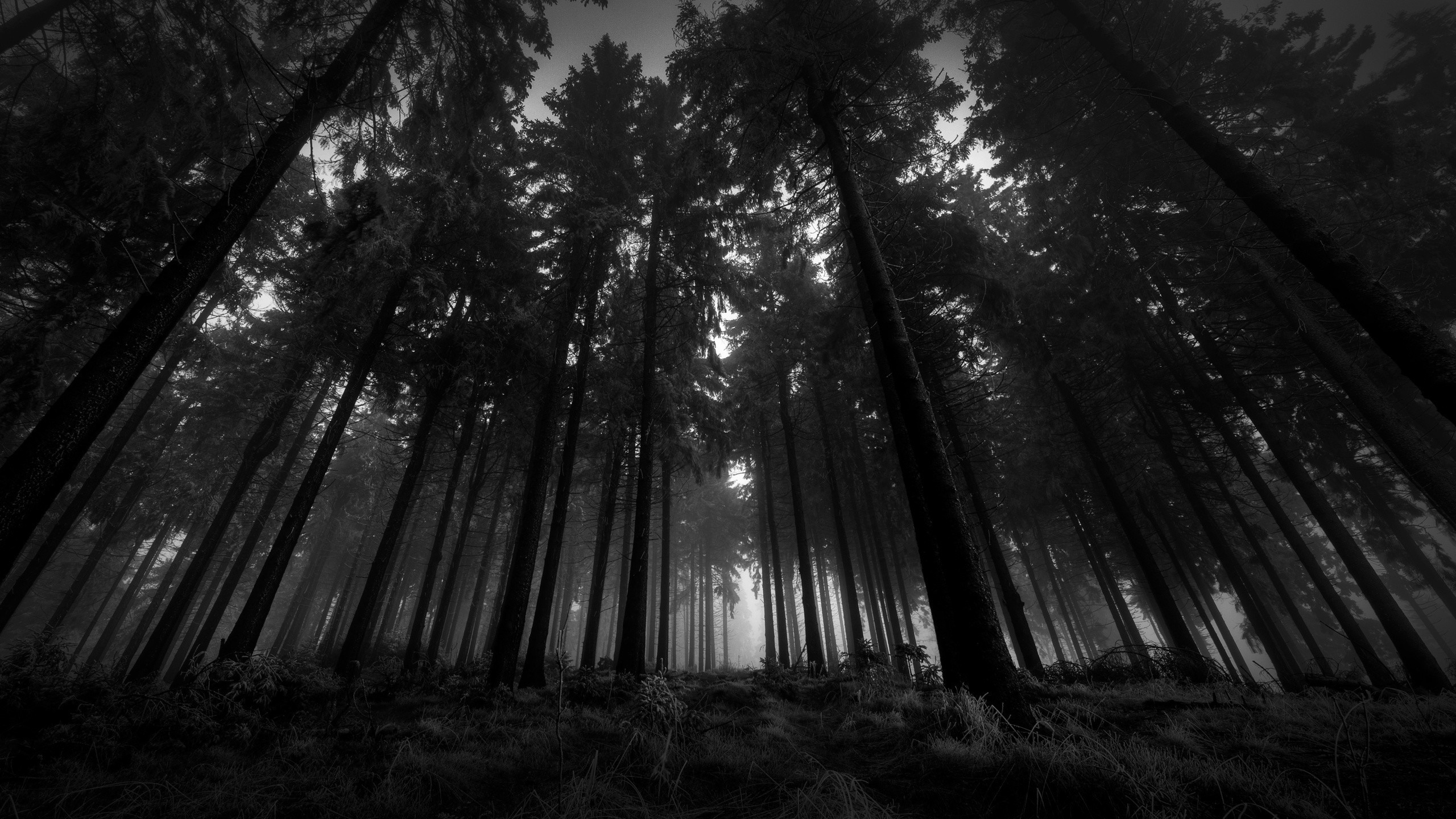 2560x1440 Dark Forest Wallpapers For Iphone